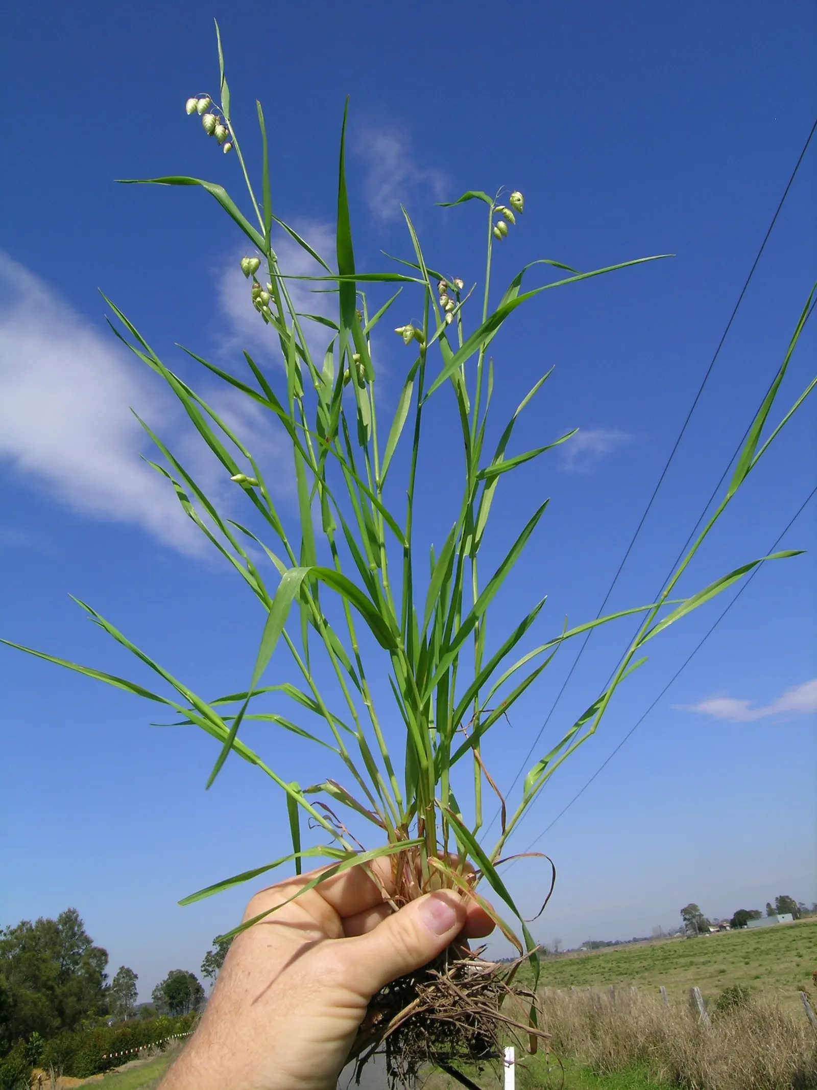Quaking Grass (Briza Media) — and its low height allows for easy incorporation without overshadowing neighboring plants