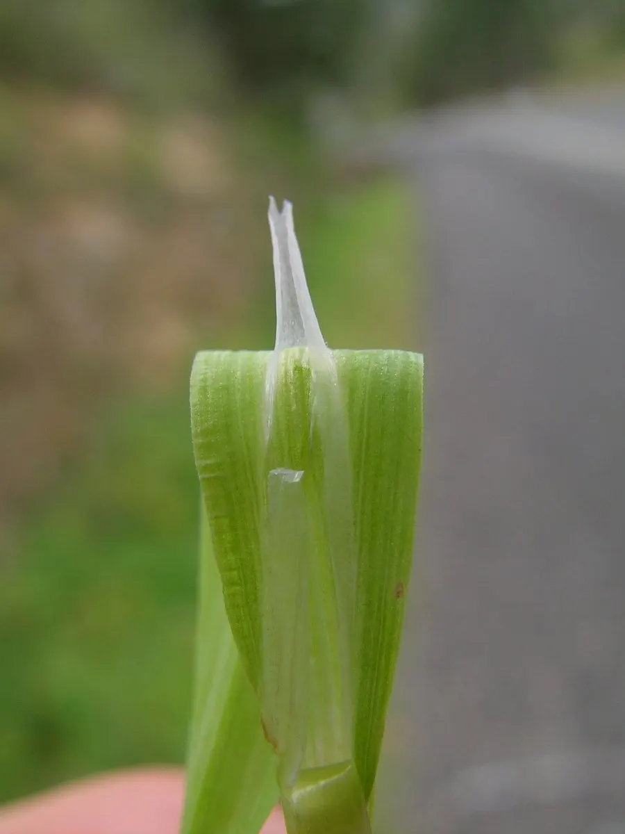 Quaking Grass (Briza Media) — heart-shaped florets that quiver in the breeze; the plant typically grows to a height of 12 to 18 inches, image 80
