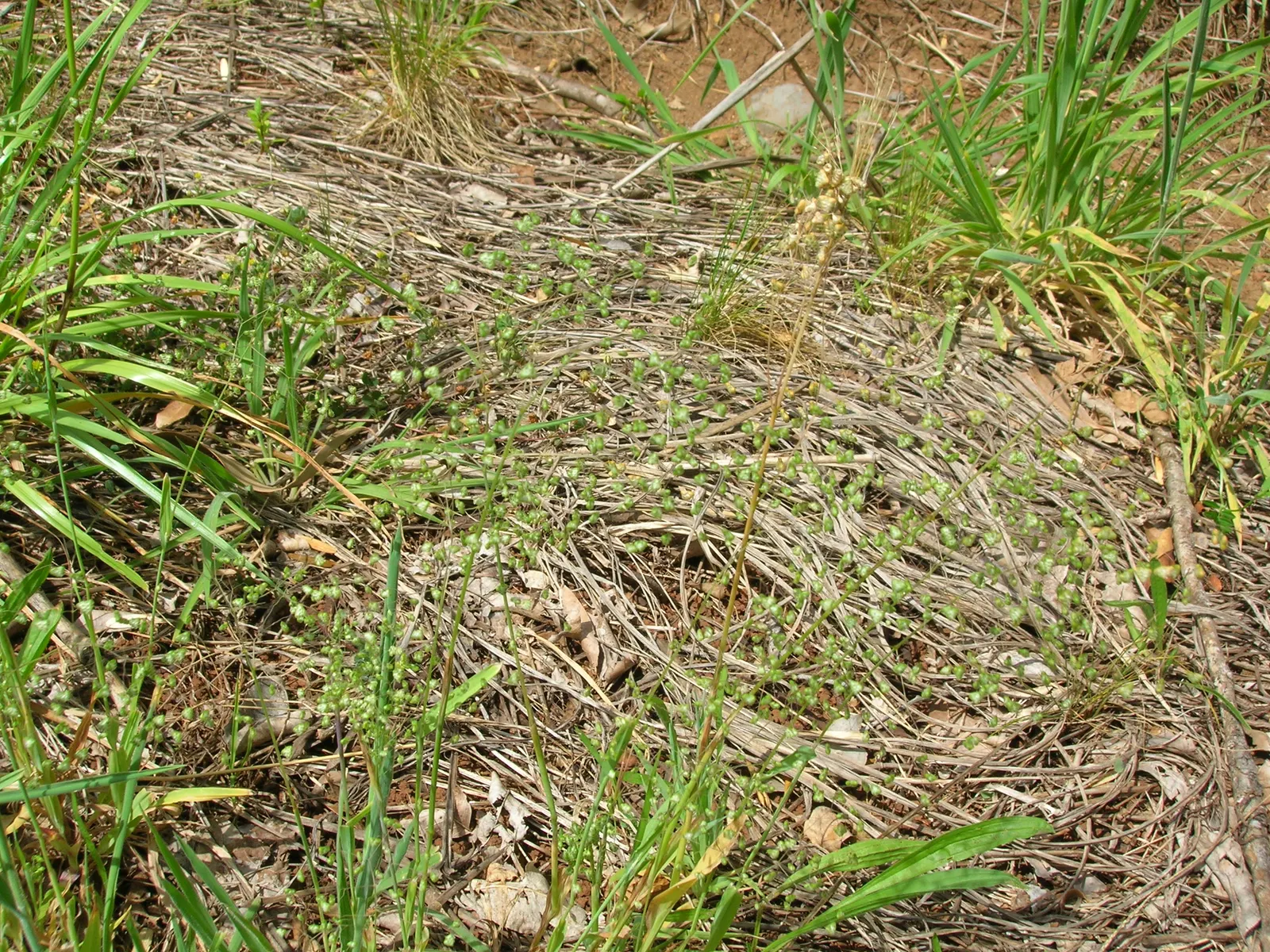 Quaking Grass (Briza Media) — also revered as 'Common Quaking Grass'; preferring full sun or partial shade, it's suitable for well-drained soils, image 105