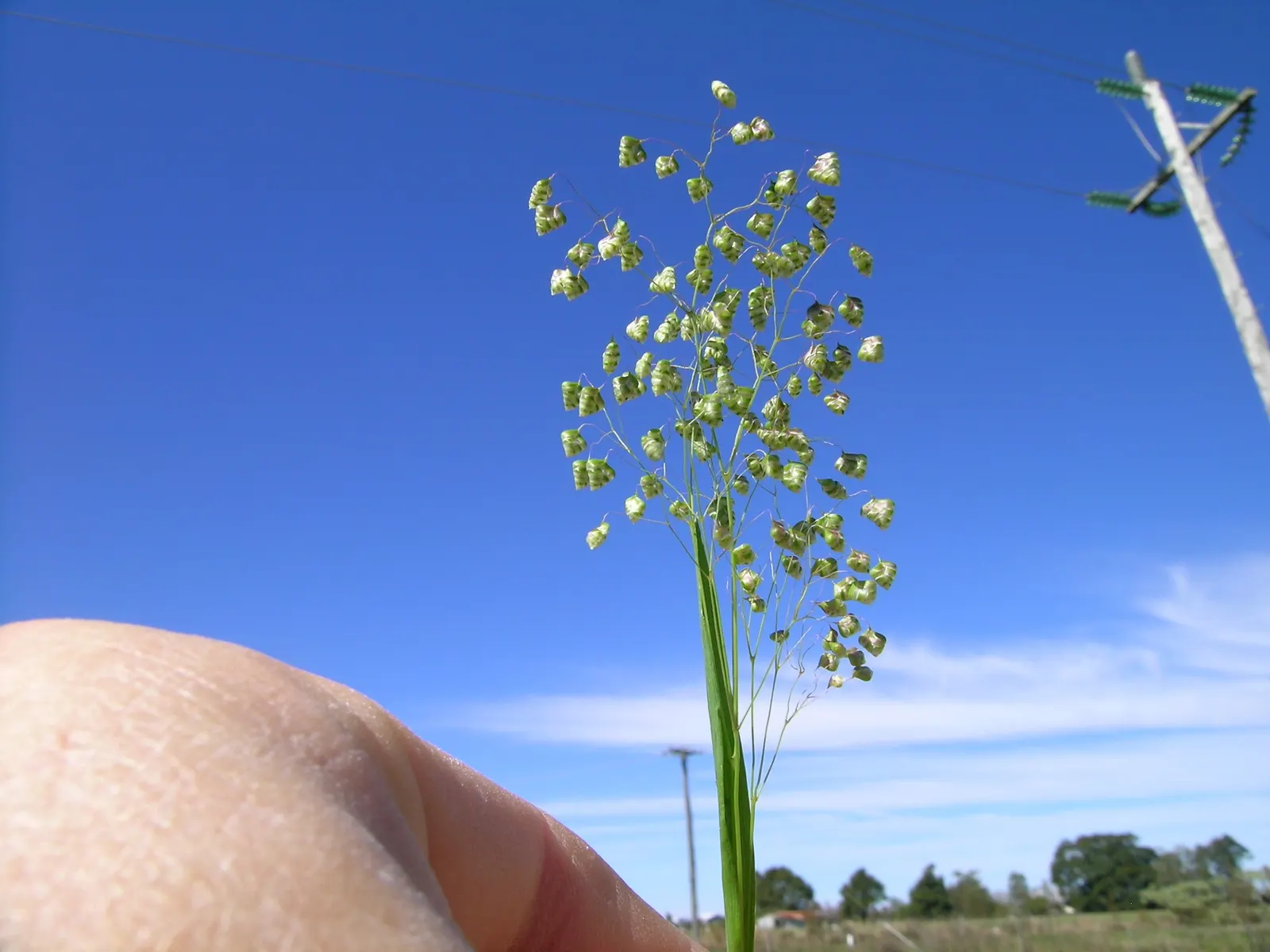 Quaking Grass (Briza Media) — which tremble captivatingly in the slightest breeze
