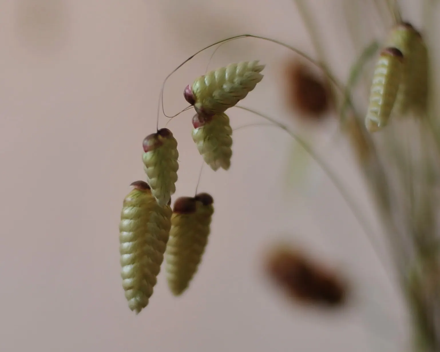 Quaking Grass (Briza Media) — scientifically named Briza media; with minimal maintenance requirements, it only requires cutting back in early spring before new