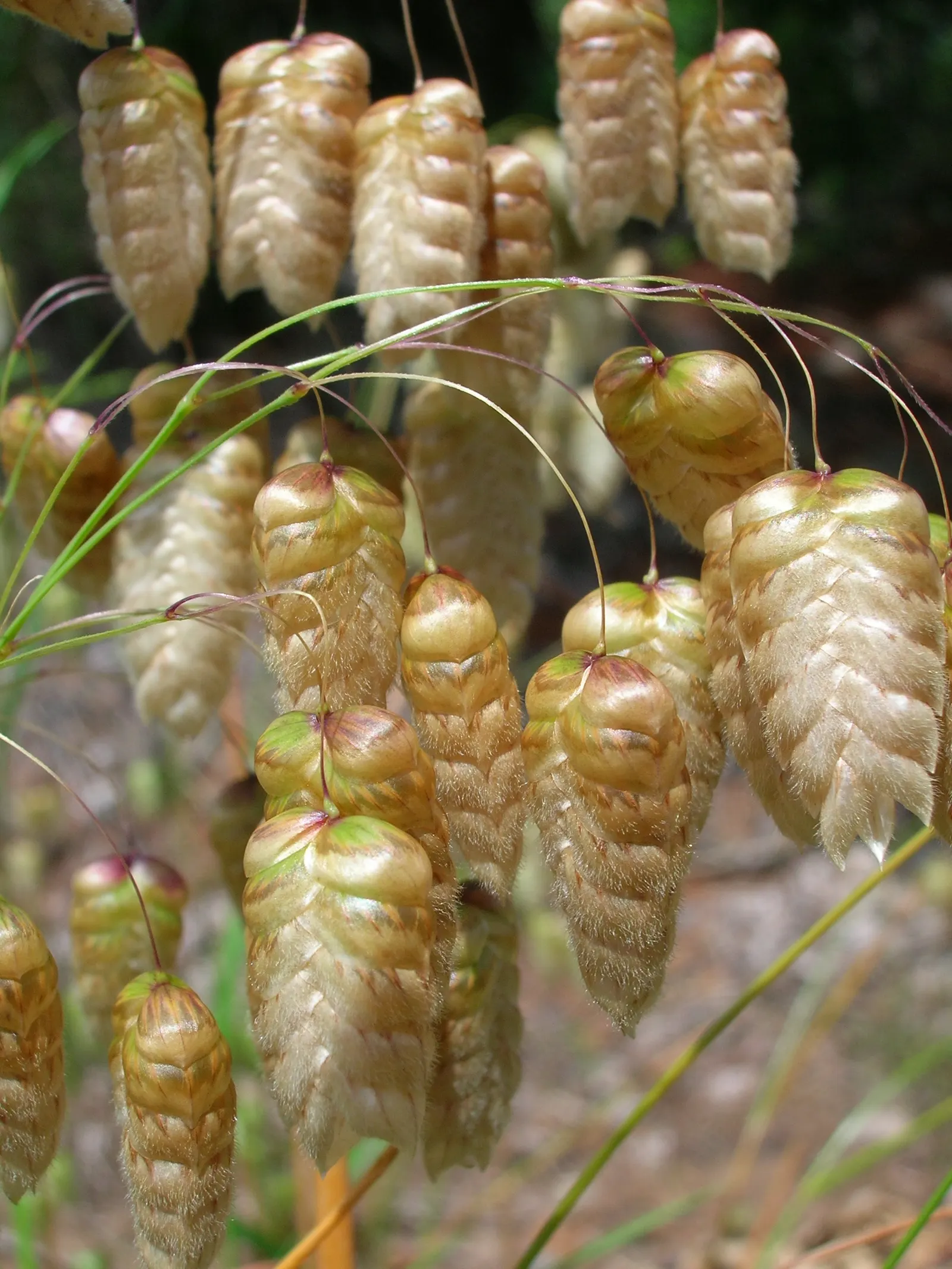 Quaking Grass (Briza Media) — adding visual interest even in the dormant season