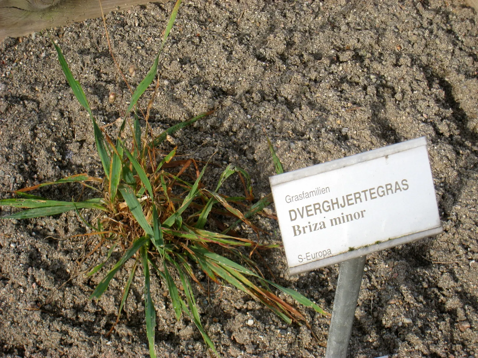 Quaking Grass (Briza Media) — which makes it ideal for use as groundcover or as part of a mixed border.<br><br>Its fine; this perennial reaches 1-2 feet tall