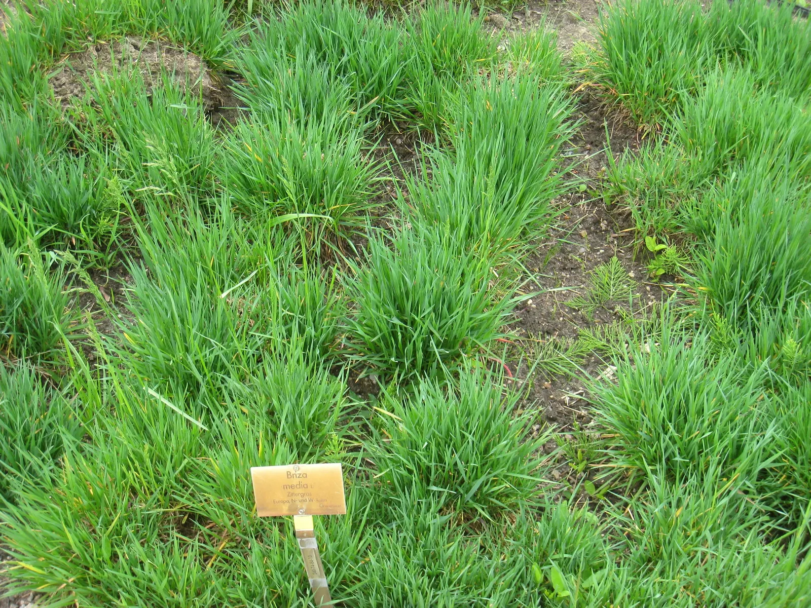 Quaking Grass (Briza Media) — green hue with minimal maintenance; arching stems bear the delicate green to purple flowers from late spring to, image 84