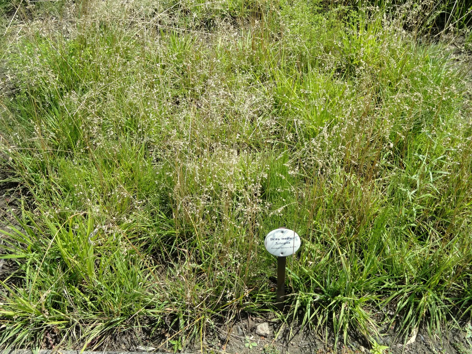 Quaking Grass (Briza Media) — which is beneficial for water conservation in the landscape