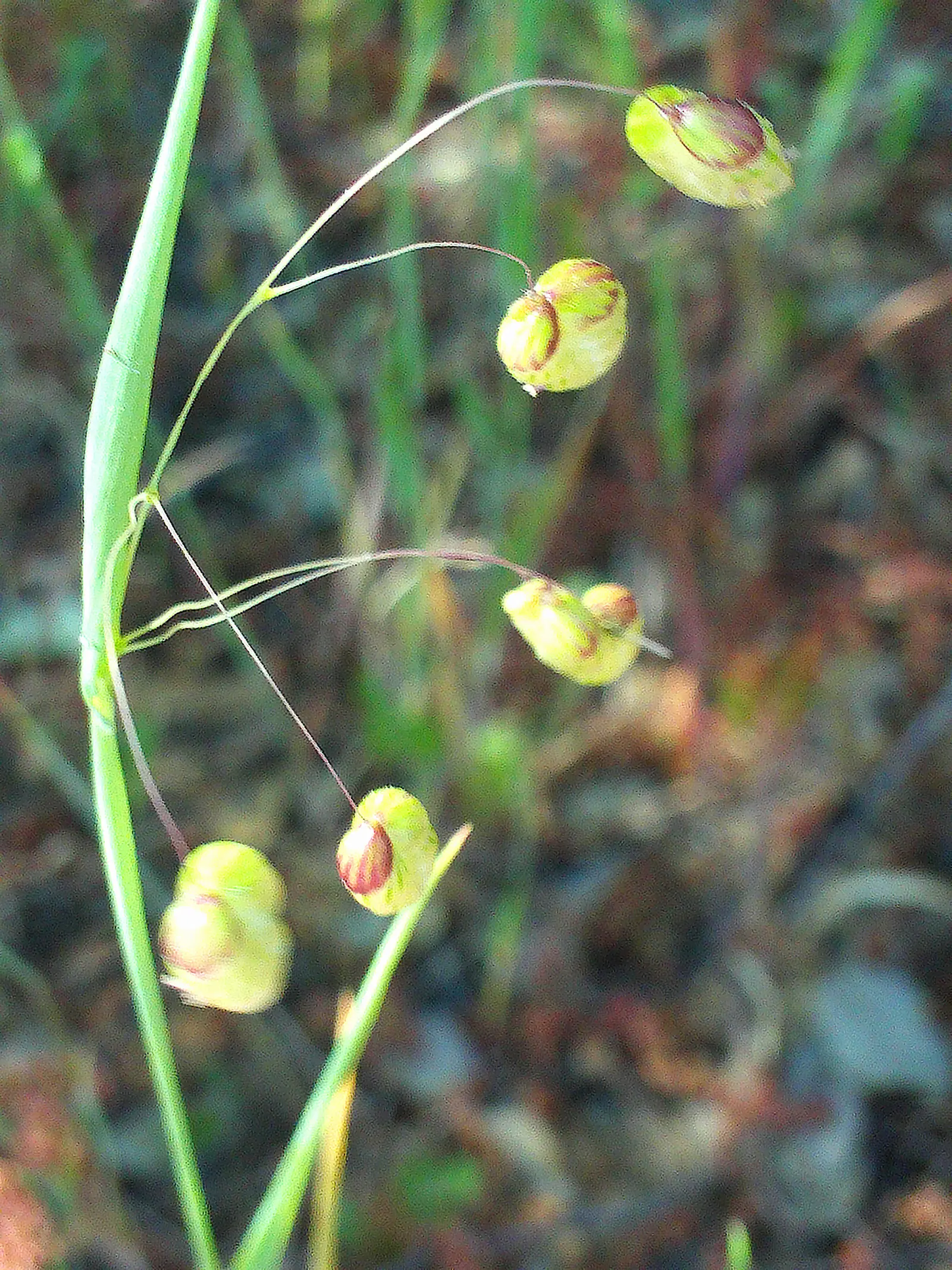 Quaking Grass (Briza Media) — The plant typically grows to a height of 12 to 18 inches; and a naturalistic touch to a garden space, image 89