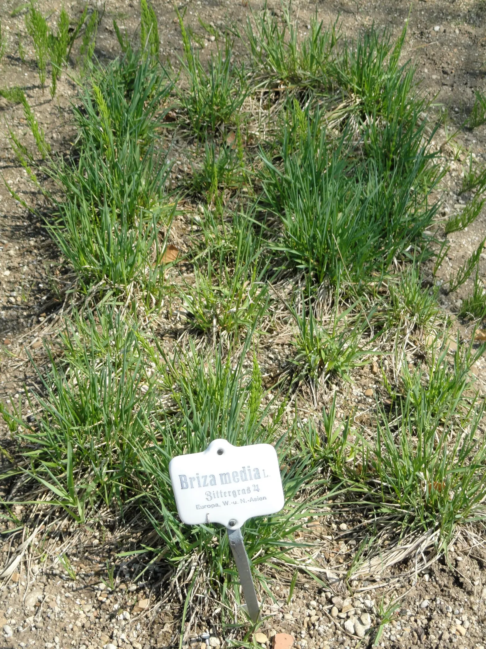 Quaking Grass (Briza Media) — grass with gold and green and yellow blooms; briza media prefers full sun to partial shade and flourishes in well-drained soil
