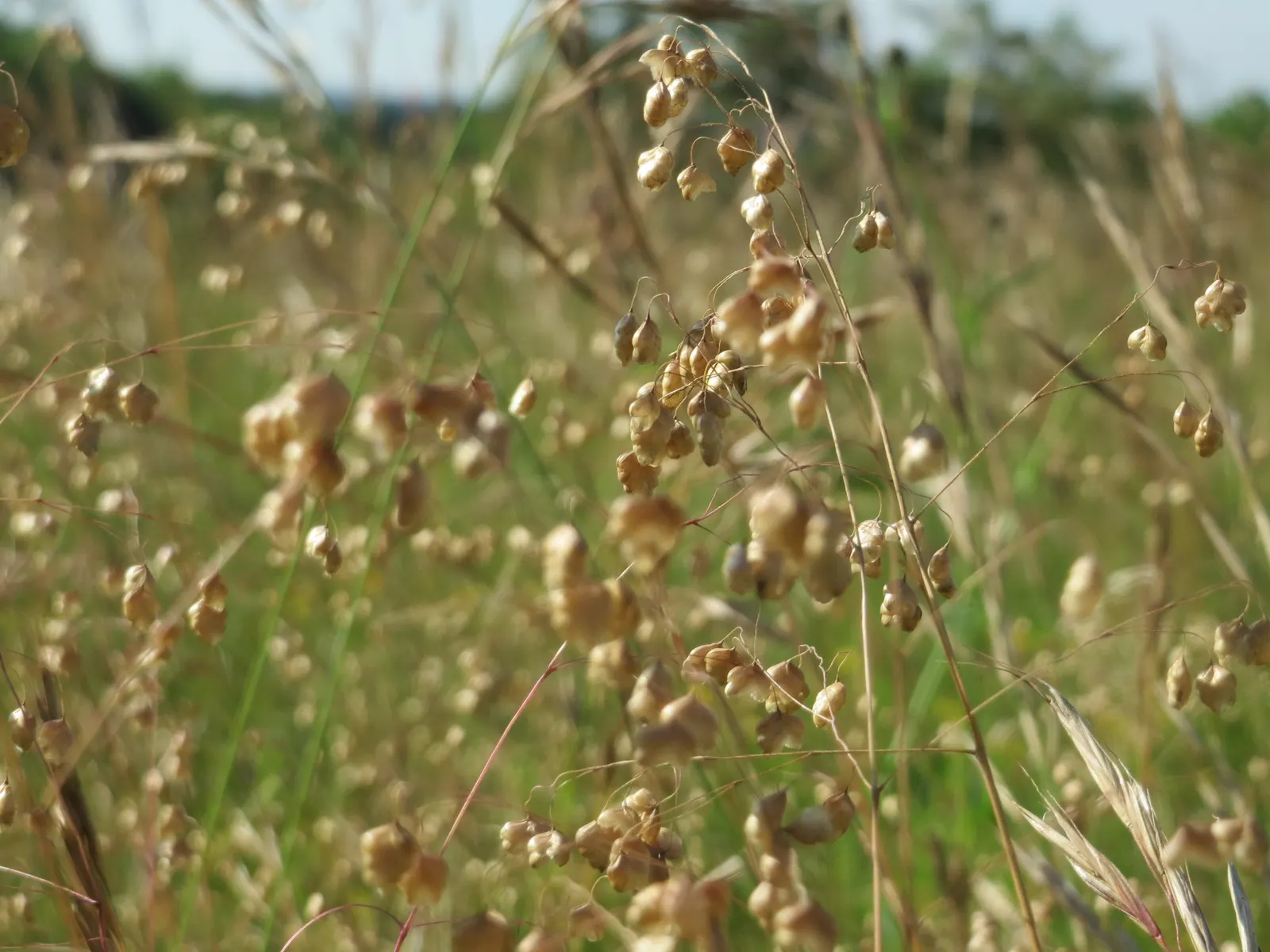 Quaking Grass (Briza Media) — creating a quivering effect that is both soothing and visually engaging; adding visual interest even in the dormant season