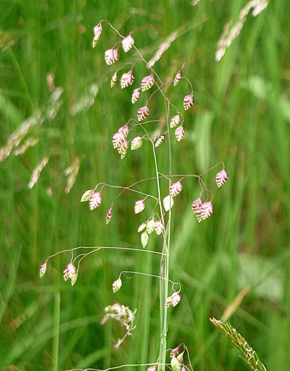 Quaking Grass (Briza Media) — Quaking Grass is also drought-tolerant once established