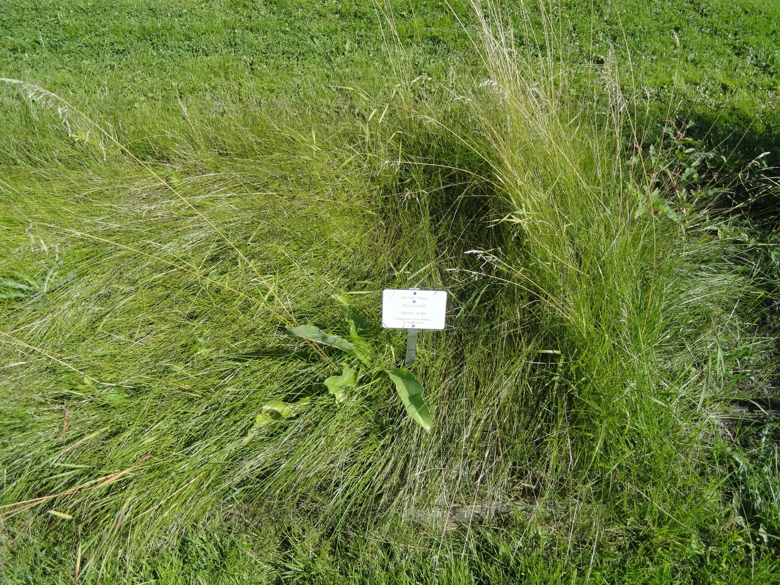 Quaking Grass (Briza Media) — With minimal maintenance requirements, it only requires cutting back in early spring before new growth begins, image 124