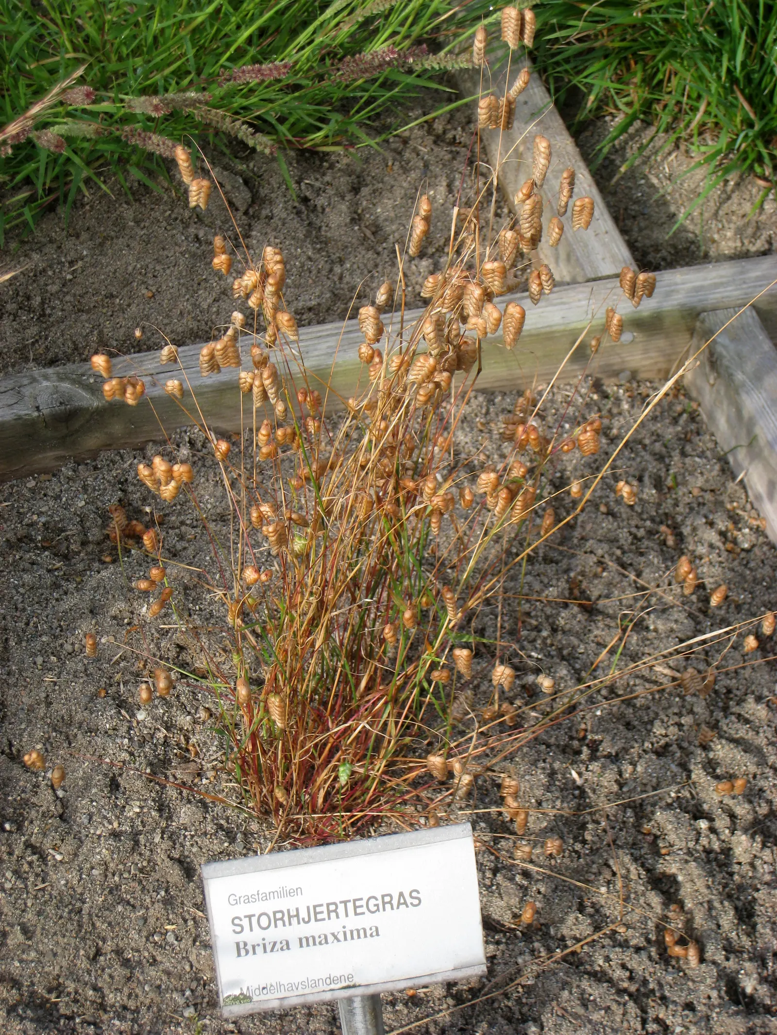 Quaking Grass (Briza Media) — green hue with minimal maintenance