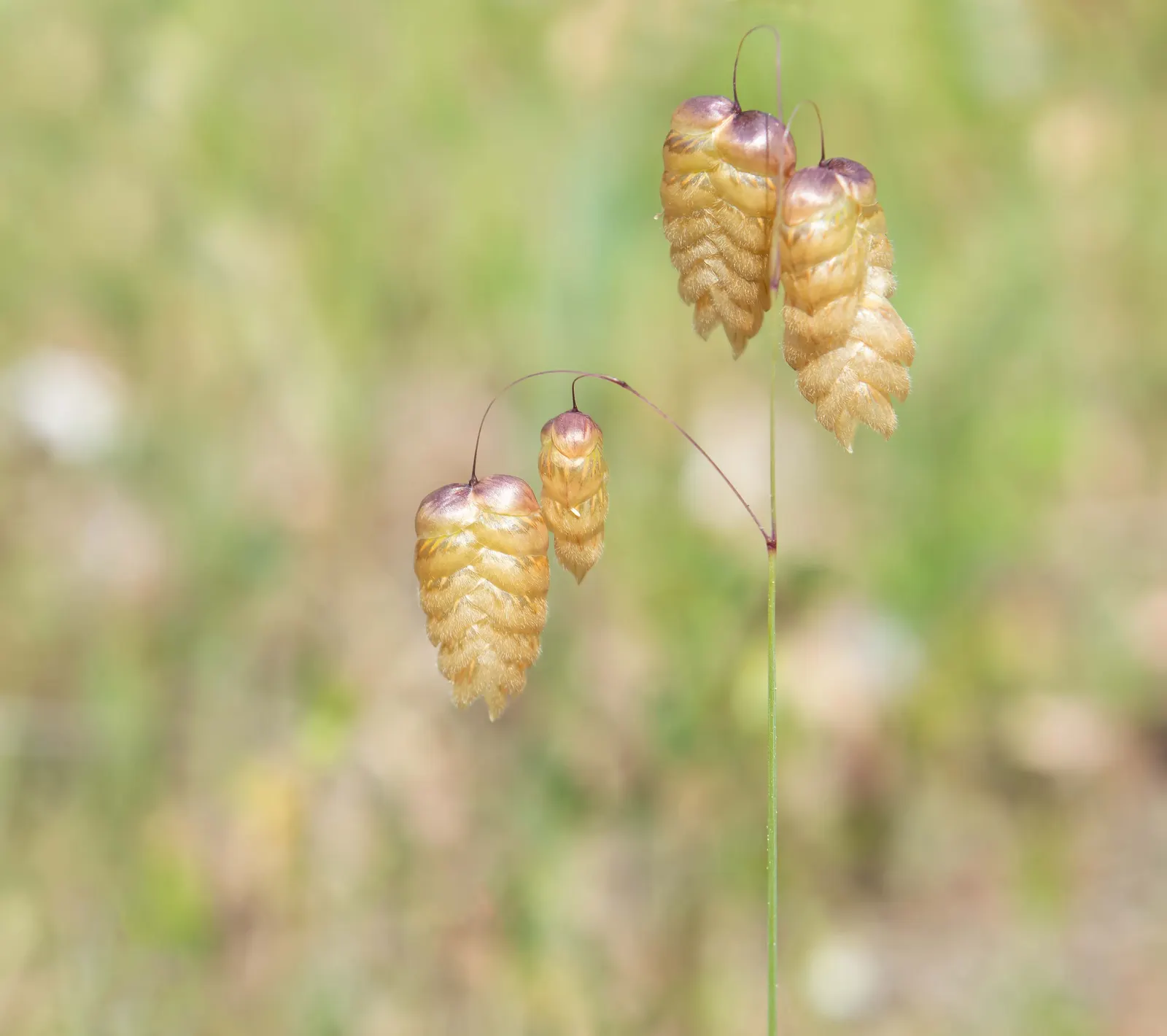 Quaking Grass (Briza Media) — Briza media prefers full sun to partial shade and flourishes in well-drained soil; this grass is a charming choice for, image 120
