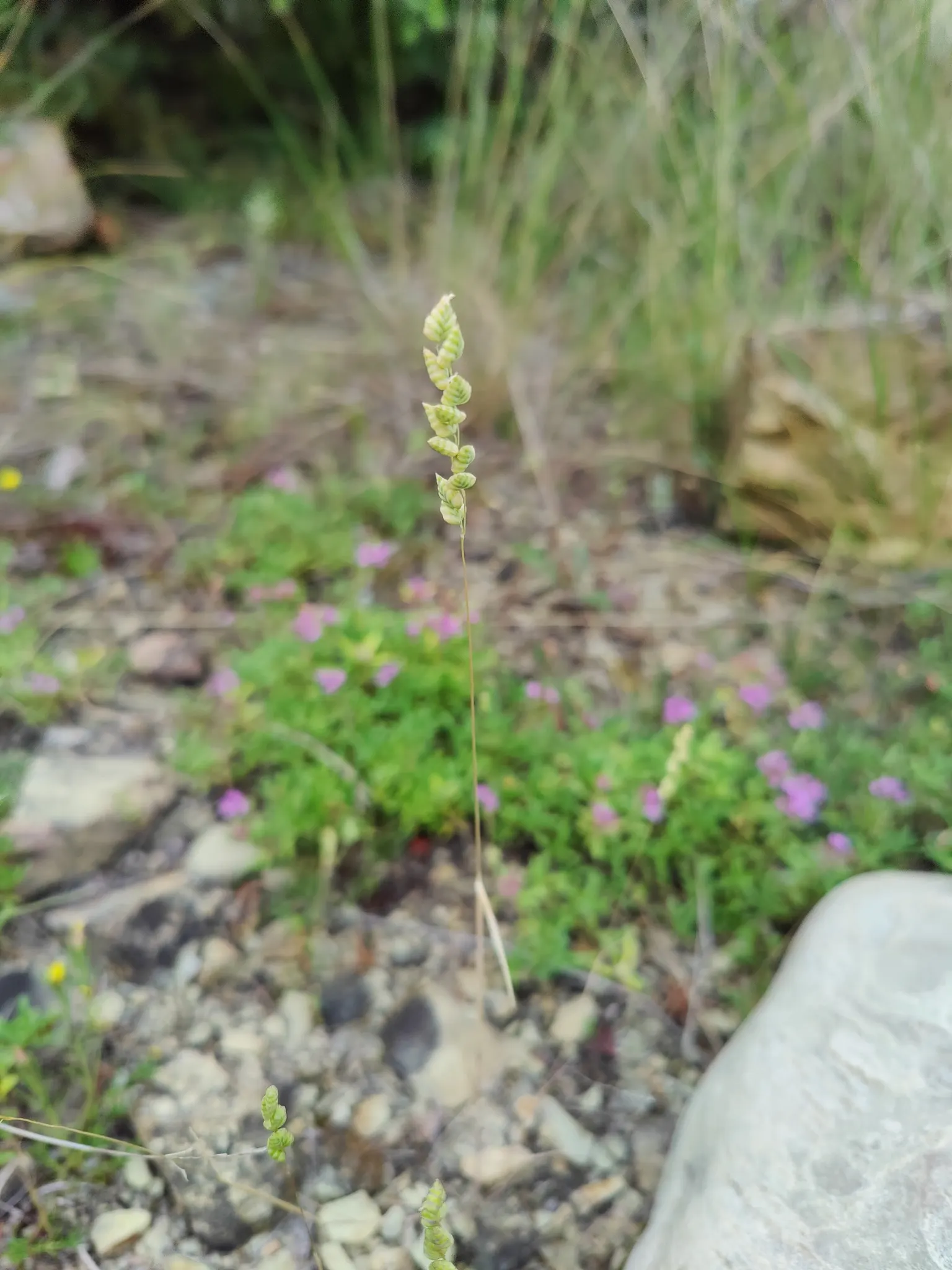 Quaking Grass (Briza Media) — and its low height allows for easy incorporation without overshadowing neighboring plants; heart-shaped florets that, image 75