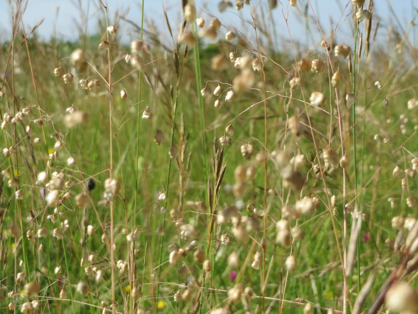 Quaking Grass (Briza Media) — gold and green and yellow flowers in the garden; which tremble captivatingly in the slightest breeze