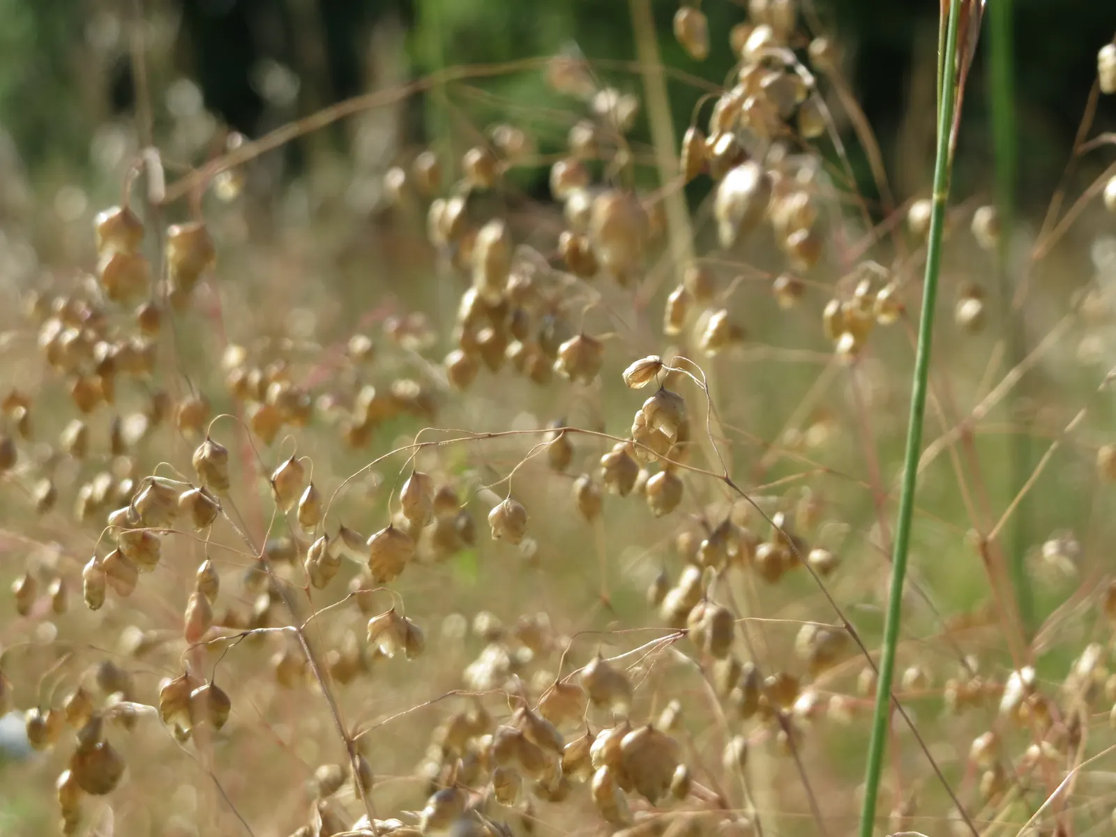 Quaking Grass (Briza Media) — heart-shaped florets that quiver in the breeze; the plant typically grows to a height of 12 to 18 inches, image 54