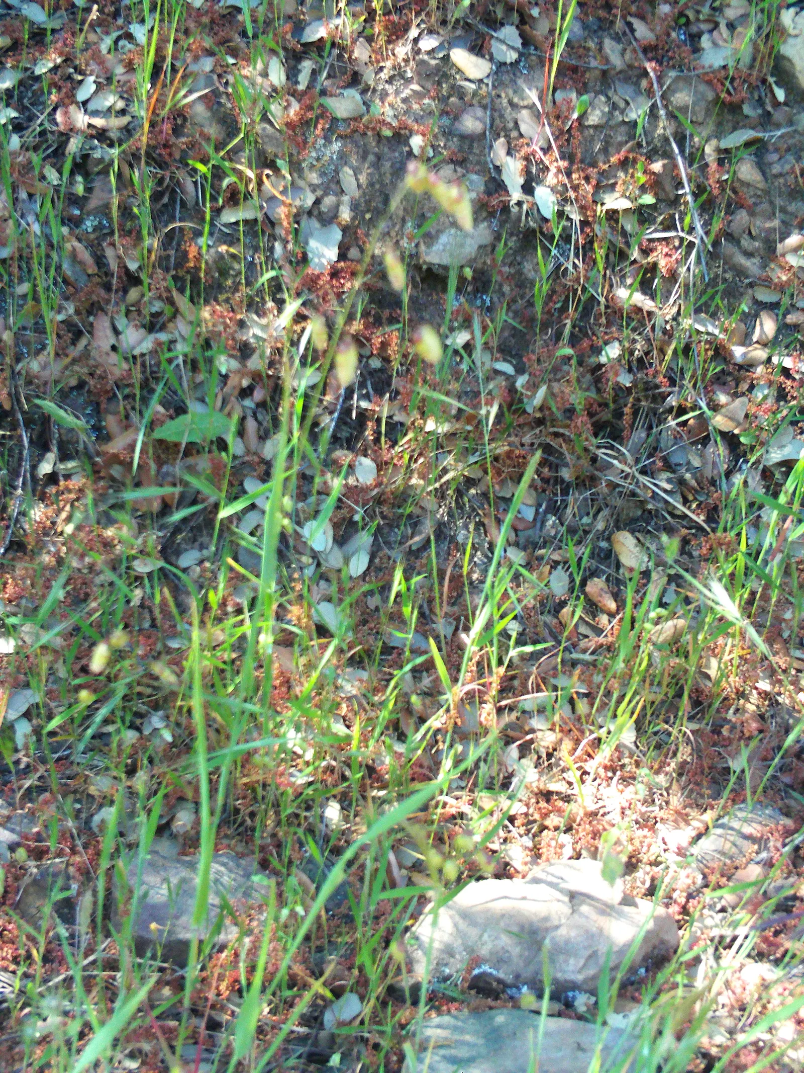 Quaking Grass (Briza Media) — This perennial reaches 1-2 feet tall and thrives in USDA zones 4-8; quaking Grass is also drought-tolerant once, image 107