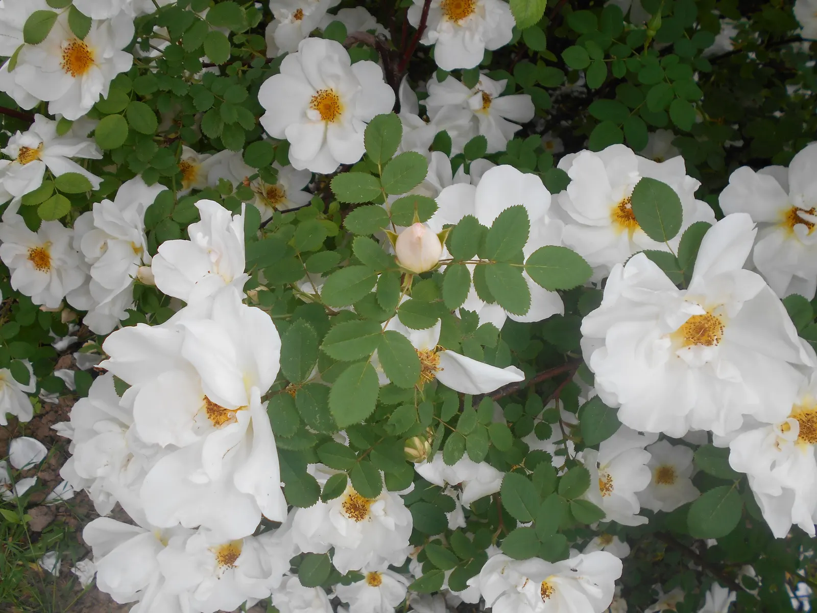 White Shrub Rose (Rosa Cv. Floribunda White) — slow-release fertilizer and mulching to conserve moisture and suppress weeds.<br><br>For the client
