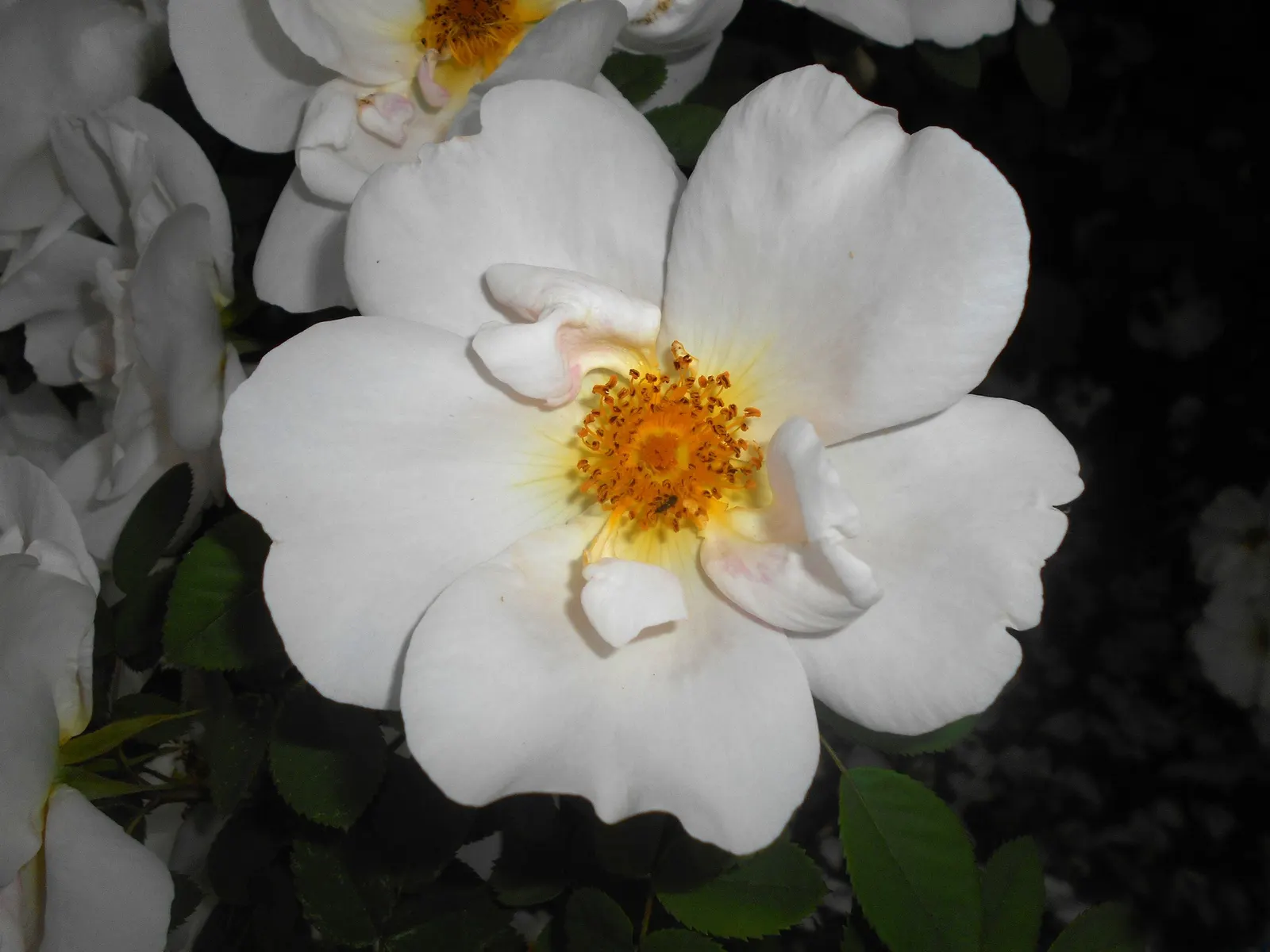 White Shrub Rose (Rosa Cv. Floribunda White) — Hardy and disease-resistant, it thrives in well-drained soil and full sun