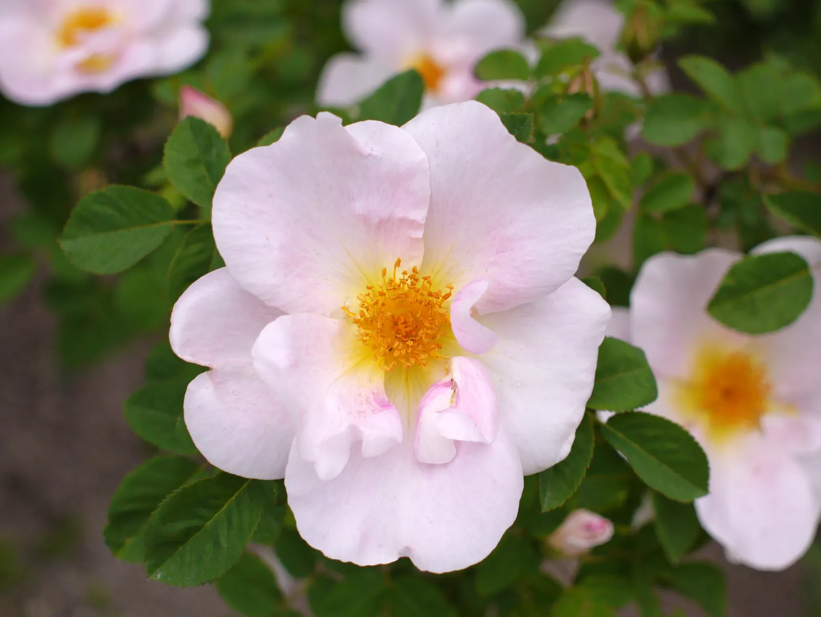 White Shrub Rose (Rosa Cv. Floribunda White) — consider its full sun requirement; white flowers in the garden