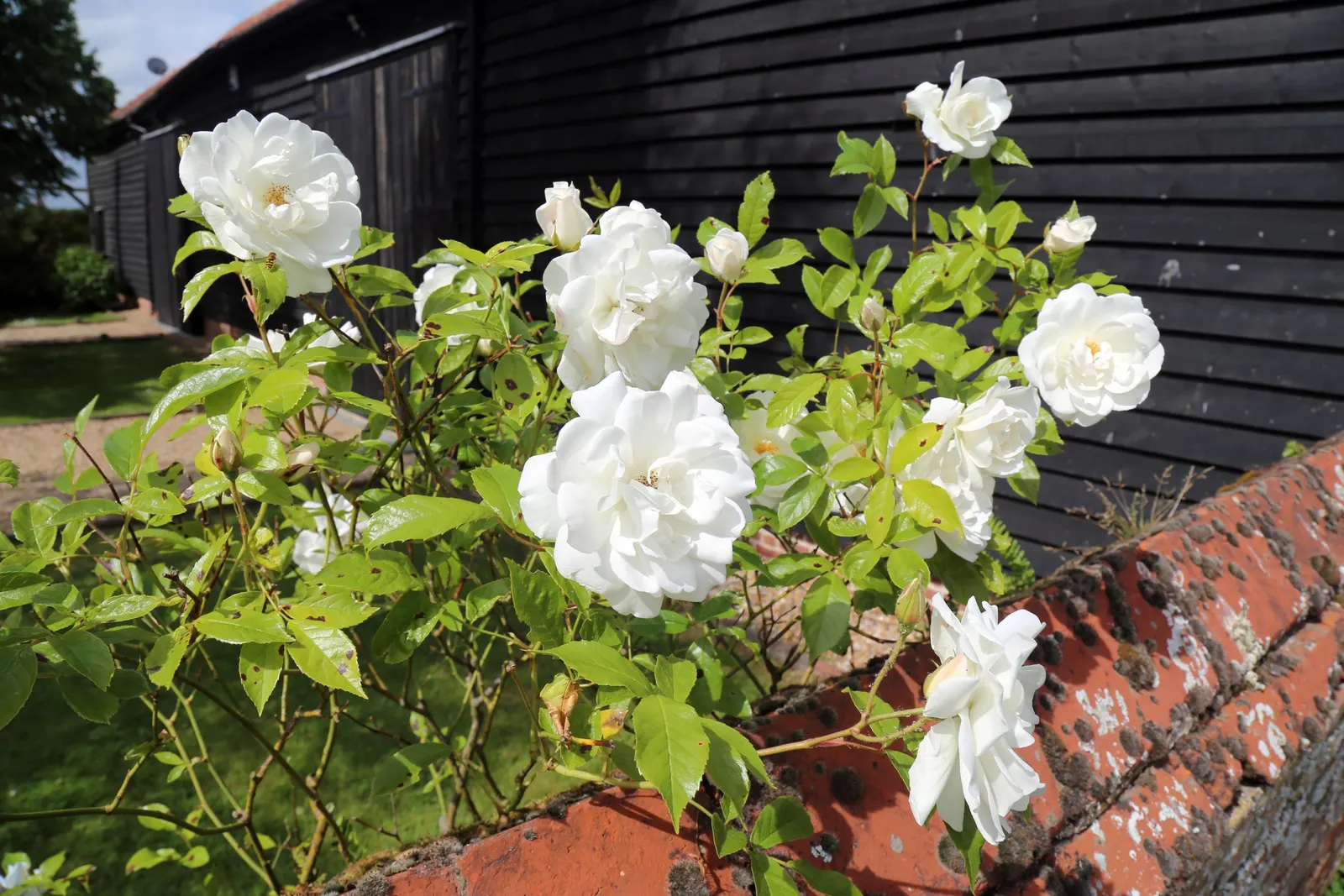 White Shrub Rose (Rosa Cv. Floribunda White) — the lightly fragrant blooms can be cut for delightful indoor arrangements