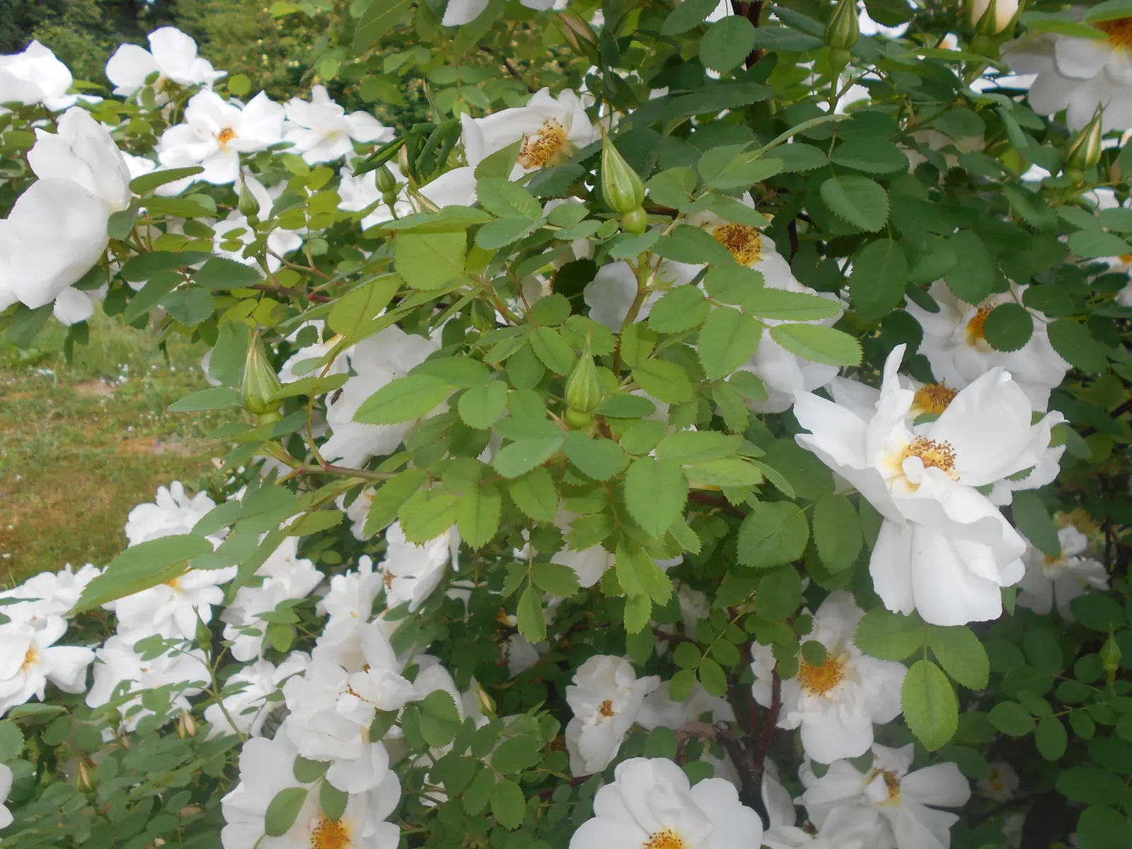 White Shrub Rose (Rosa Cv. Floribunda White) — thriving best with at least 6 hours of direct sunlight per day