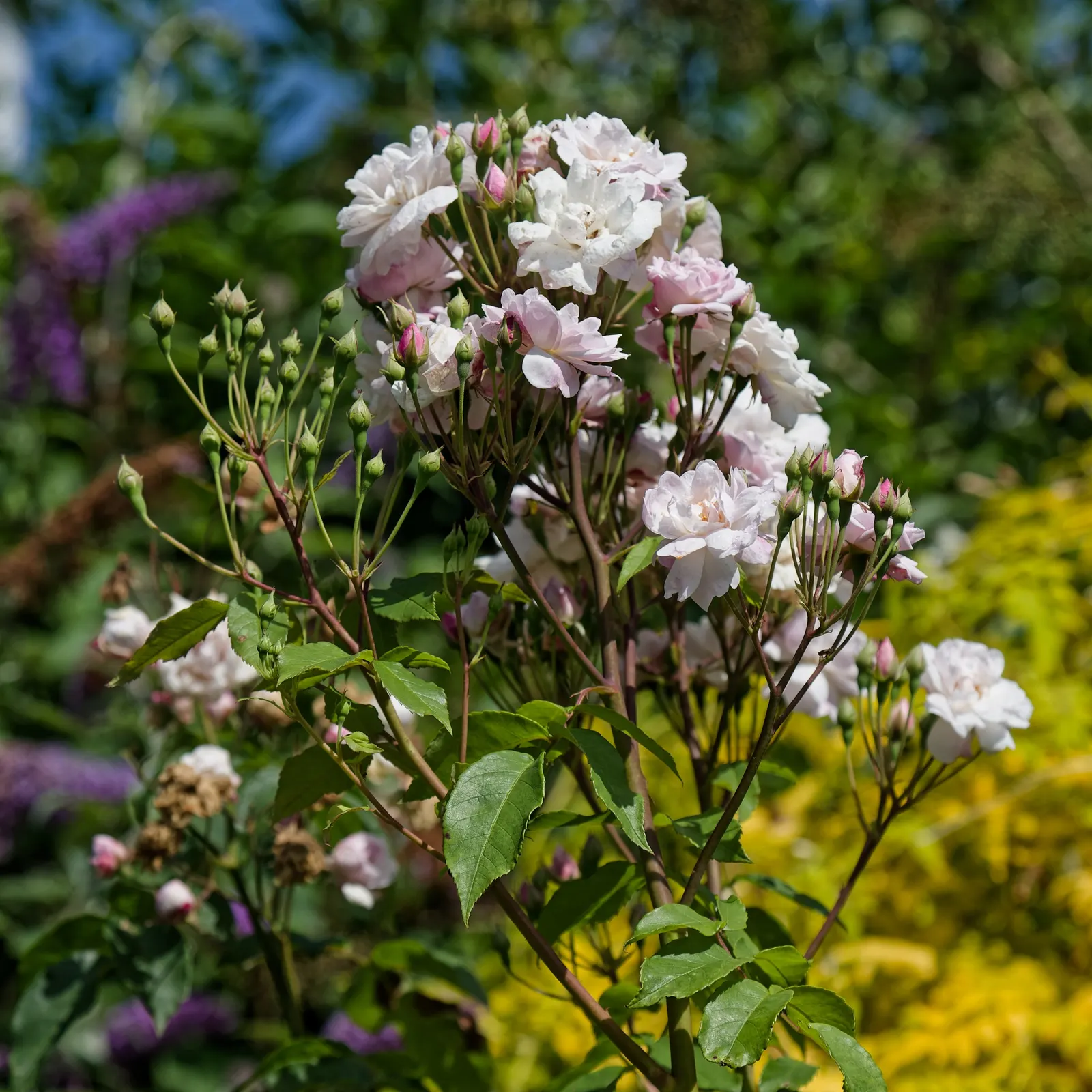 White Shrub Rose (Rosa Cv. Floribunda White) — each bloom measuring about 2 to 3 inches in diameter.<br><br>When designing with the White Shrub Rose; it