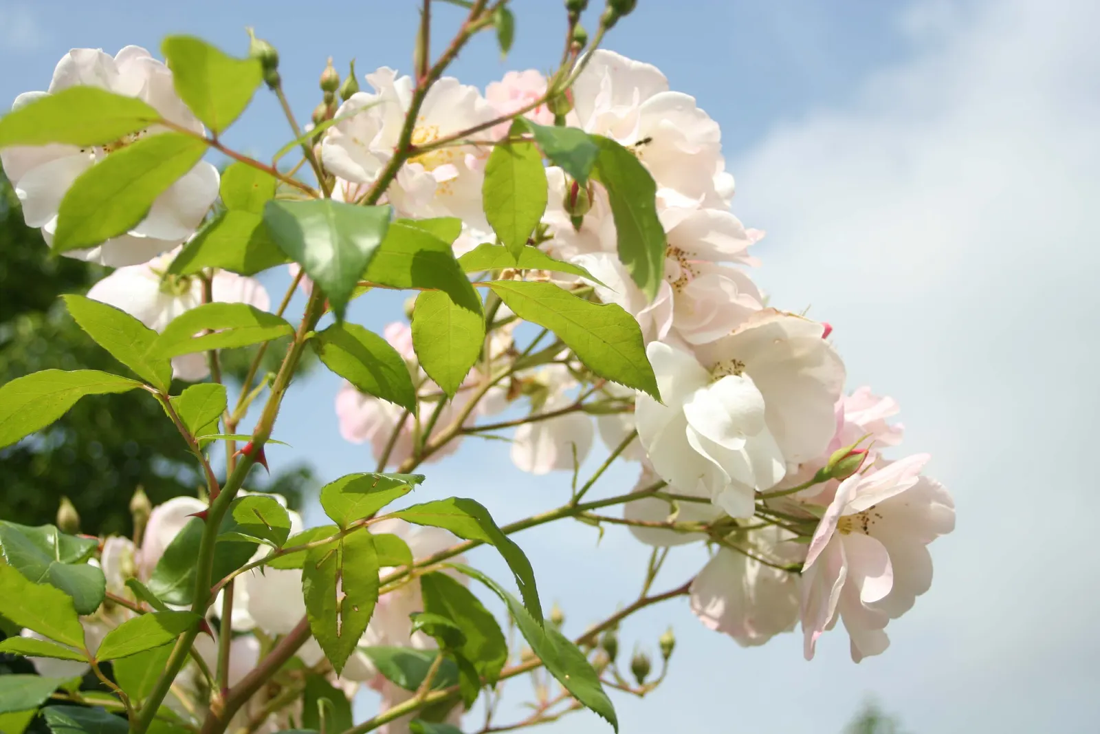 White Shrub Rose (Rosa Cv. Floribunda White) — the White Shrub Rose offers not only visual delight but also low maintenance once established