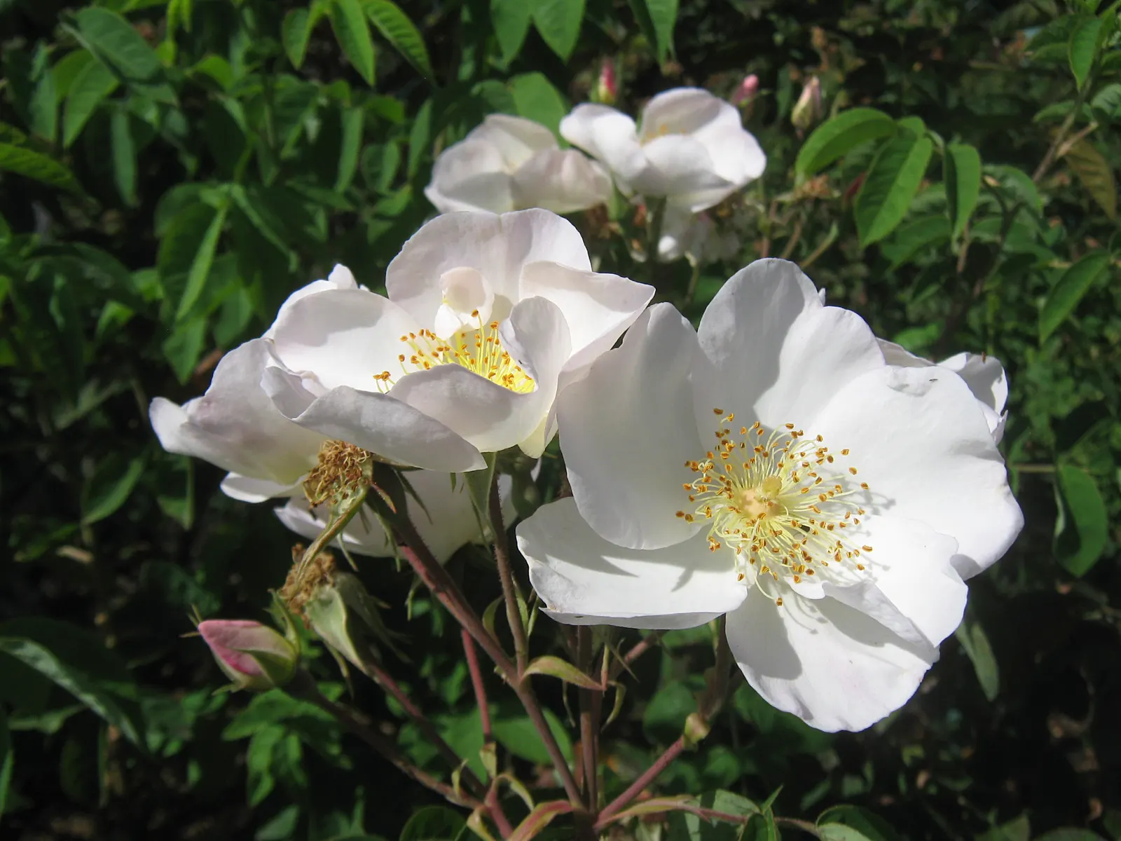 White Shrub Rose (Rosa Cv. Floribunda White) — floribunda) enchants with a profusion of creamy, fragrant blooms against dark green foliage; regular deadheading