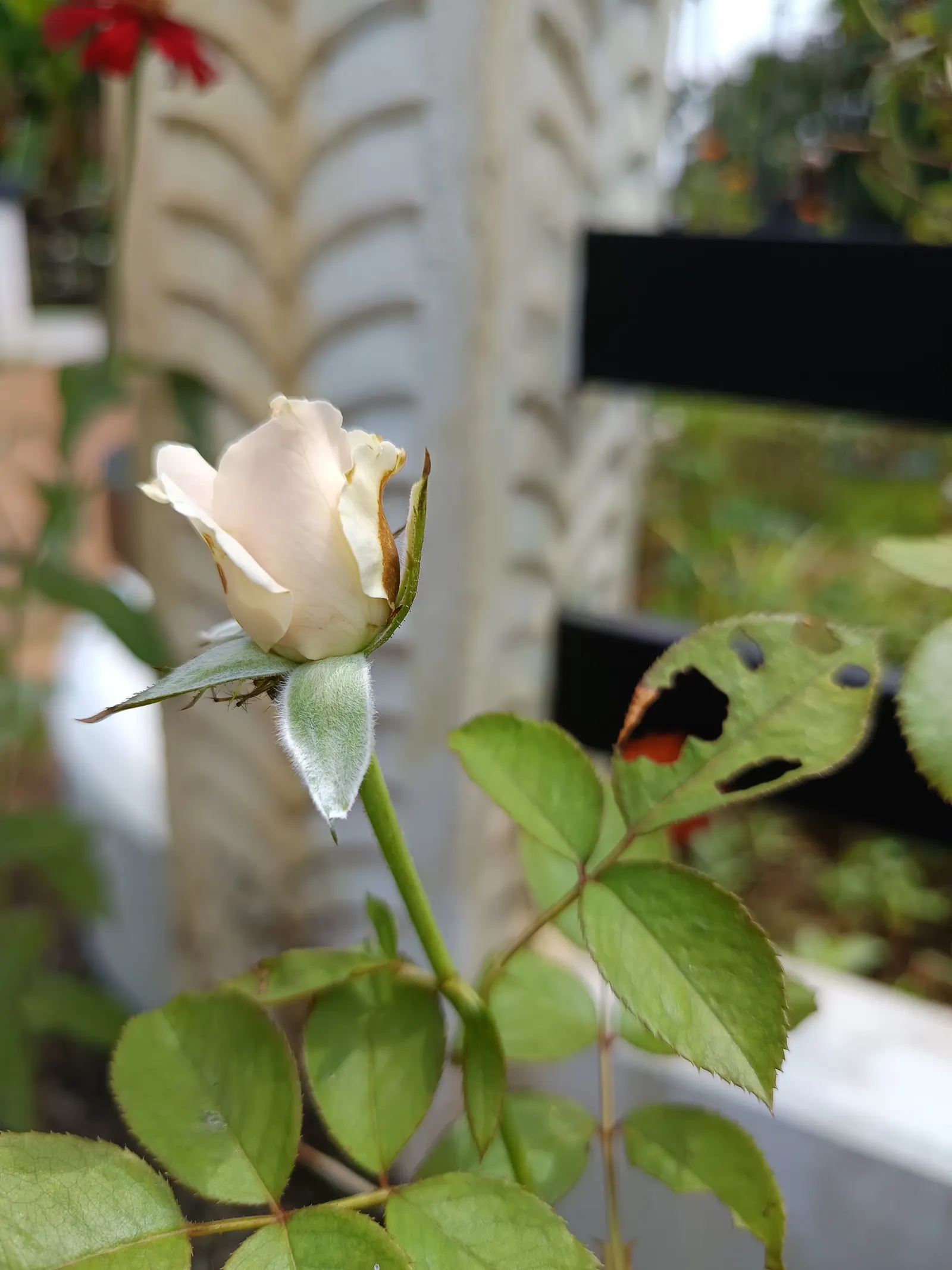 White Shrub Rose (Rosa Cv. Floribunda White) — Regular deadheading encourages continual flowering throughout summer until the first frost; shrub with white