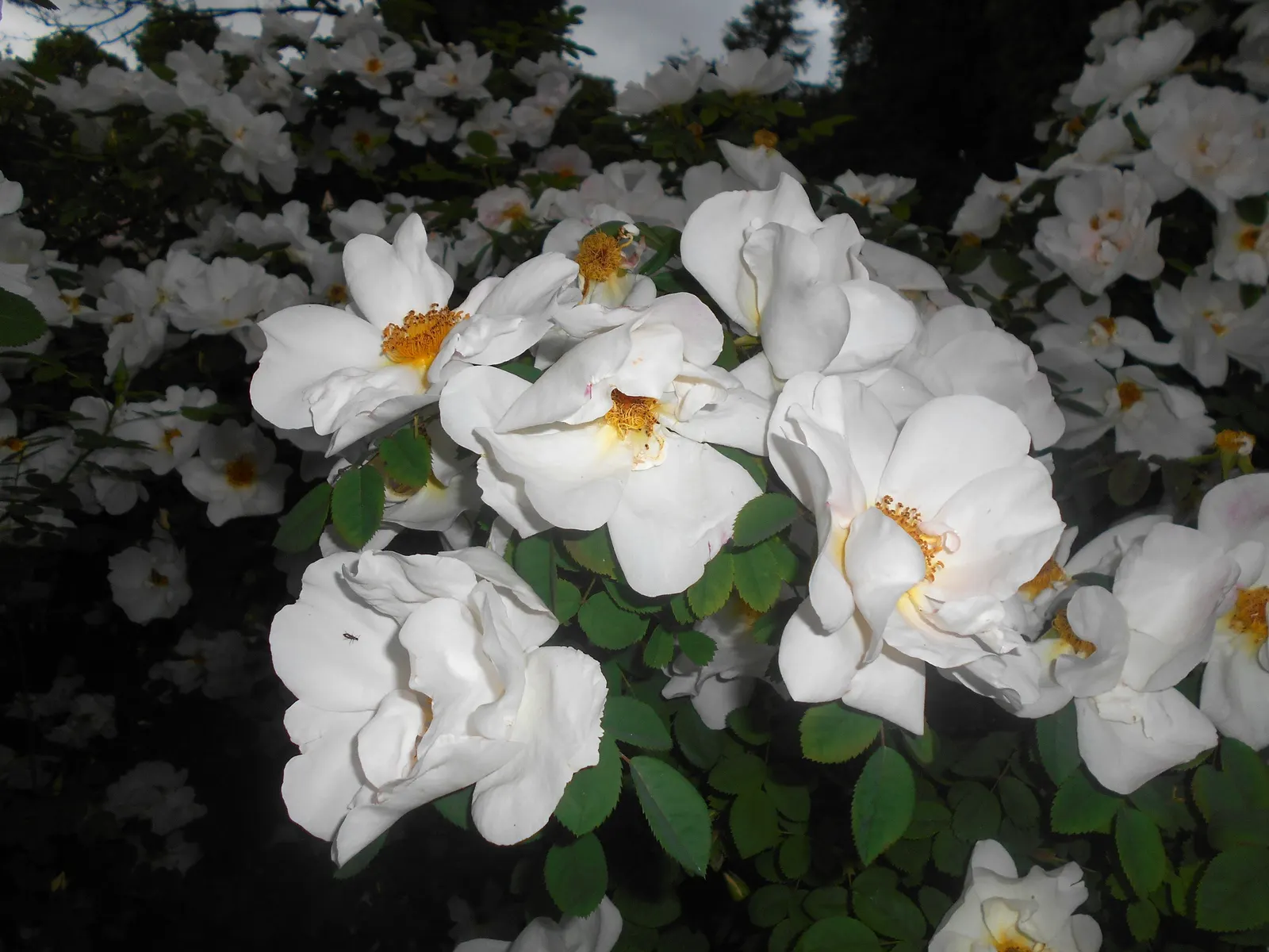 White Shrub Rose (Rosa Cv. Floribunda White) — adding an extra dimension of enjoyment to this lovely plant