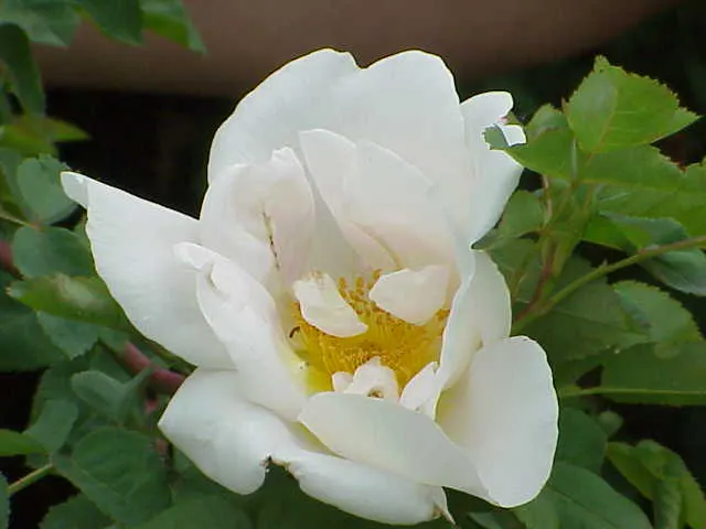 White Shrub Rose (Rosa Cv. Floribunda White) — making it a versatile choice suitable for borders
