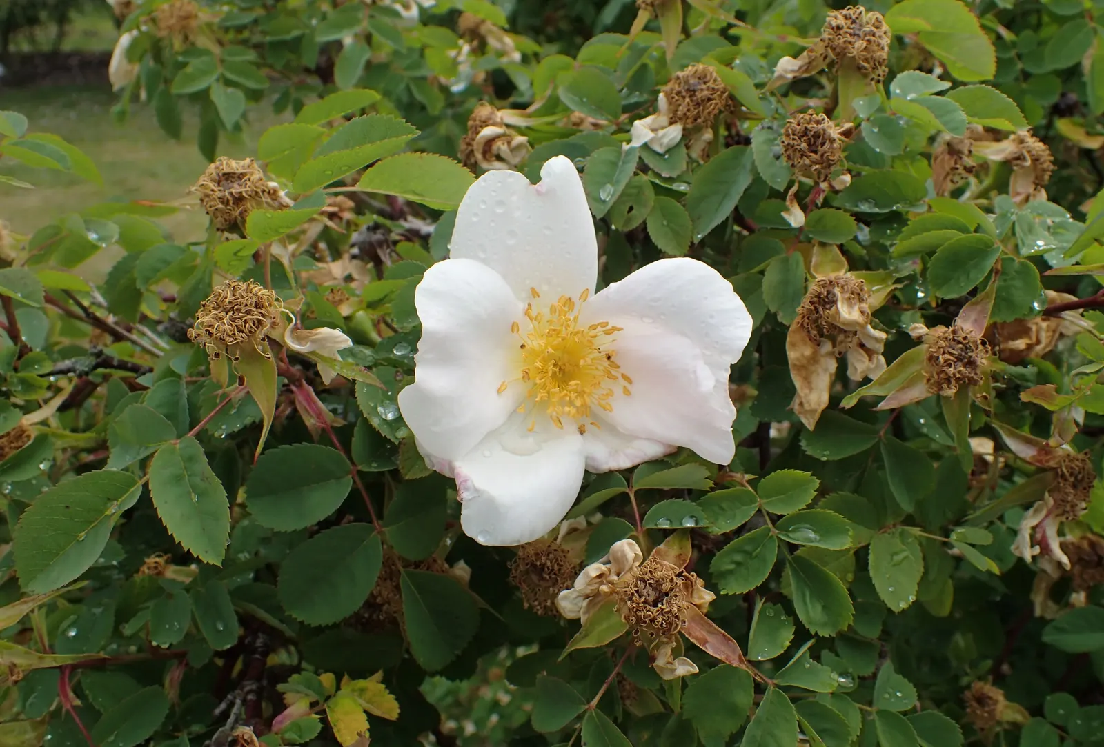 White Shrub Rose (Rosa Cv. Floribunda White) — floribunda 'White') is a captivating addition to any landscape design; dark green foliage creates a striking