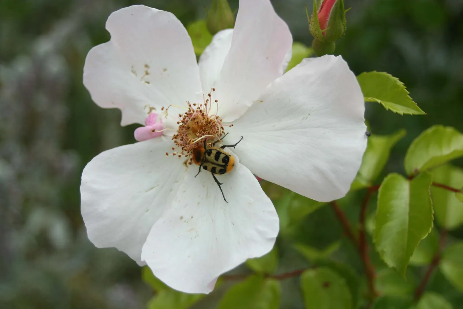 White Shrub Rose (Rosa Cv. Floribunda White) — floribunda 'White') is a captivating addition to any landscape design