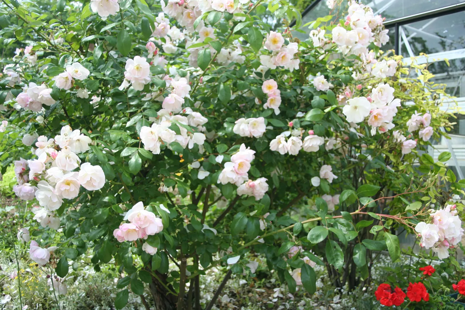 White Shrub Rose (Rosa Cv. Floribunda White) — It performs optimally in well-drained loamy soil with a pH ranging from 6.0 to 6.5