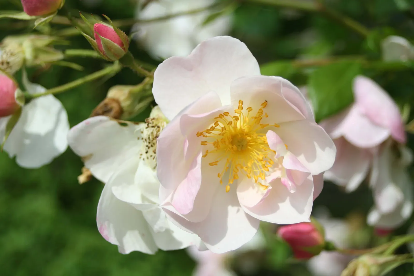 White Shrub Rose (Rosa Cv. Floribunda White) — thriving best with at least 6 hours of direct sunlight per day; an elegant addition, it offers a serene palette
