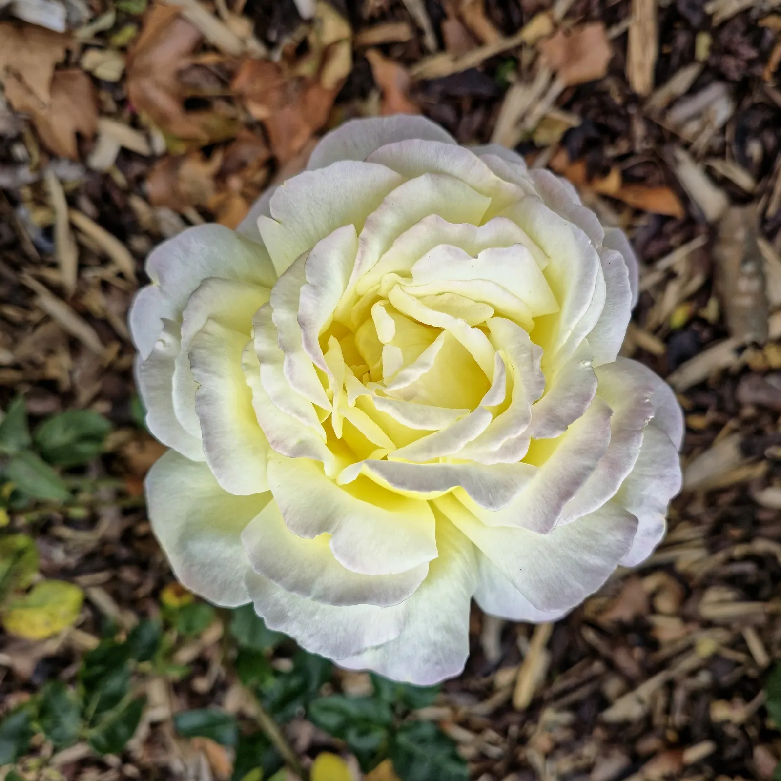 White Shrub Rose (Rosa Cv. Floribunda White) — this hardy shrub rose achieves a height of 3 to 4 feet and spreads approximately 2 to 3 feet; consider its full