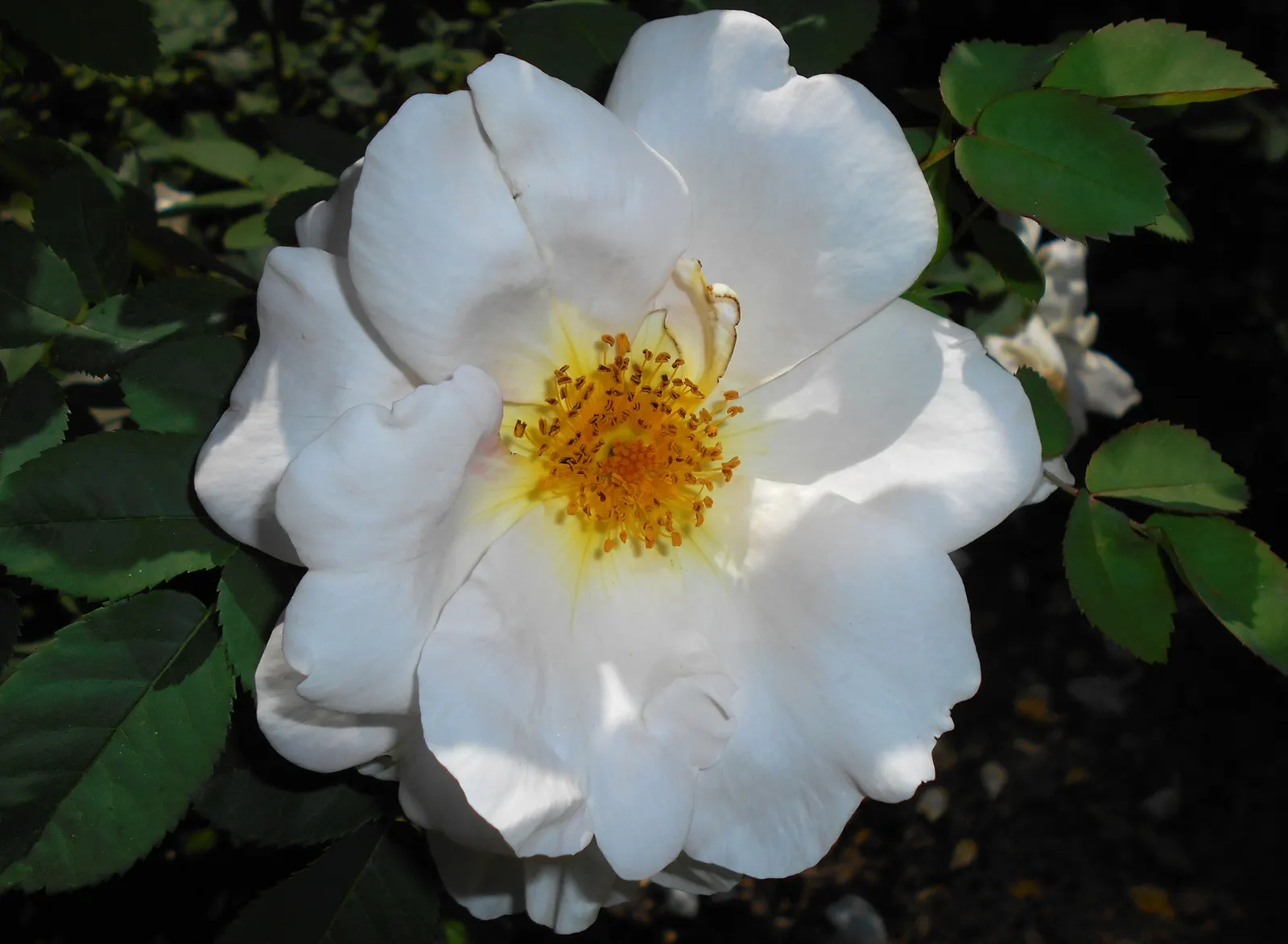 White Shrub Rose (Rosa Cv. Floribunda White) — shrub with white blooms