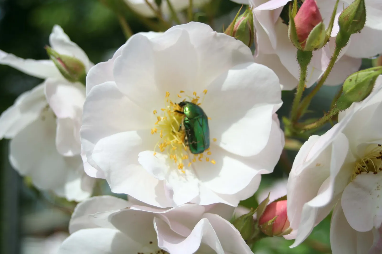 White Shrub Rose (Rosa Cv. Floribunda White) — or as a stand-alone specimen