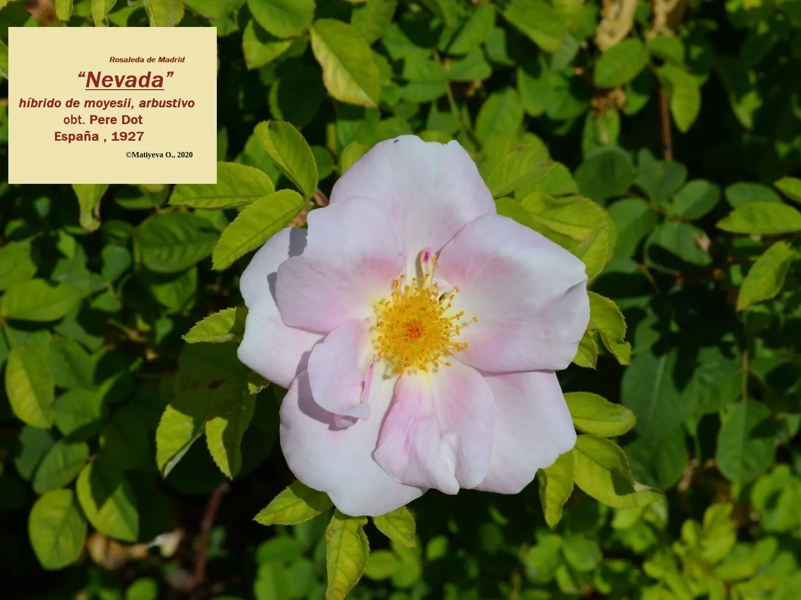 White Shrub Rose (Rosa Cv. Floribunda White) — or as a stand-alone specimen; reaching up to 3-4 feet in height and spread, it's ideal for borders or as a focal