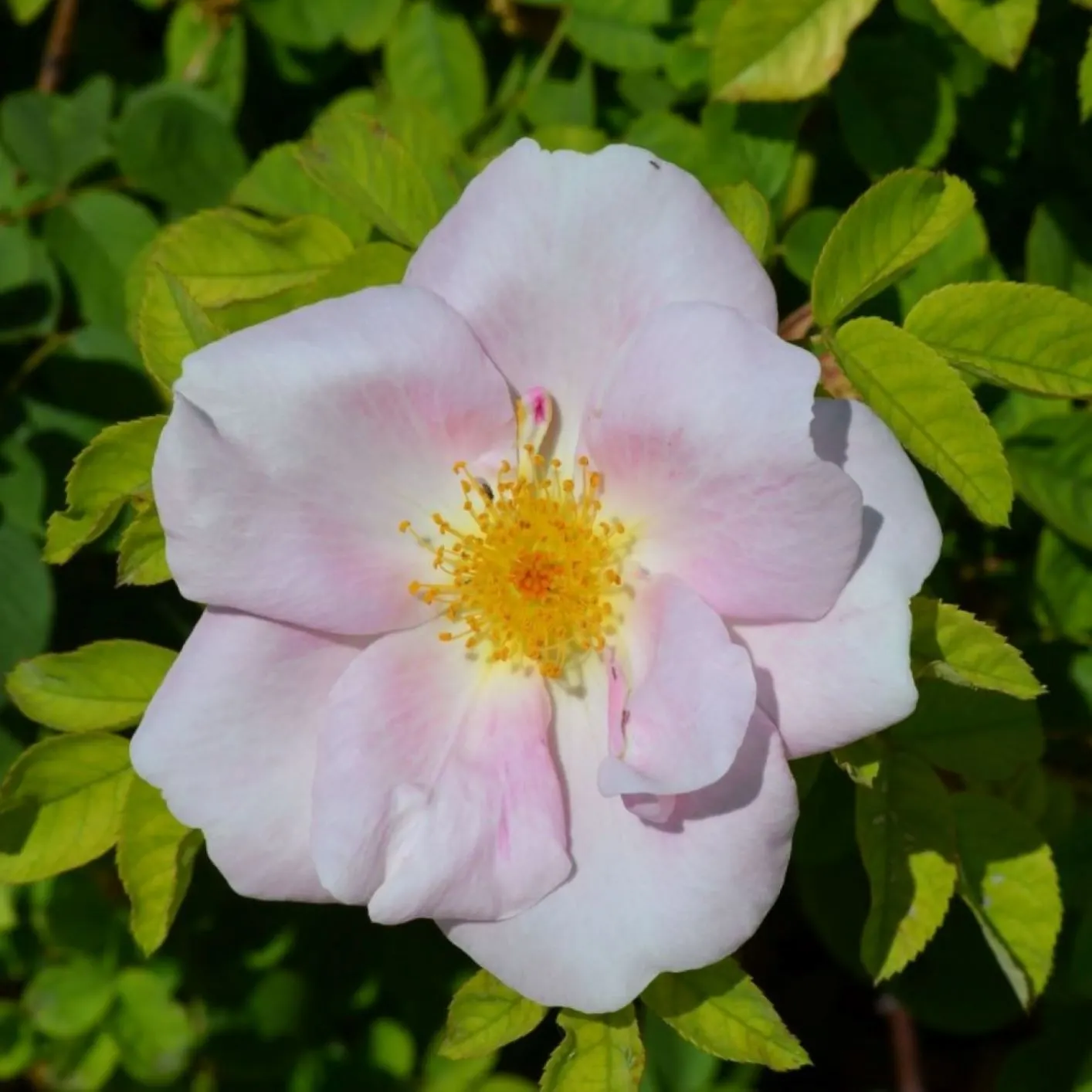 White Shrub Rose (Rosa Cv. Floribunda White) — An elegant addition, it offers a serene palette for any landscape design; floribunda 'White') is a captivating