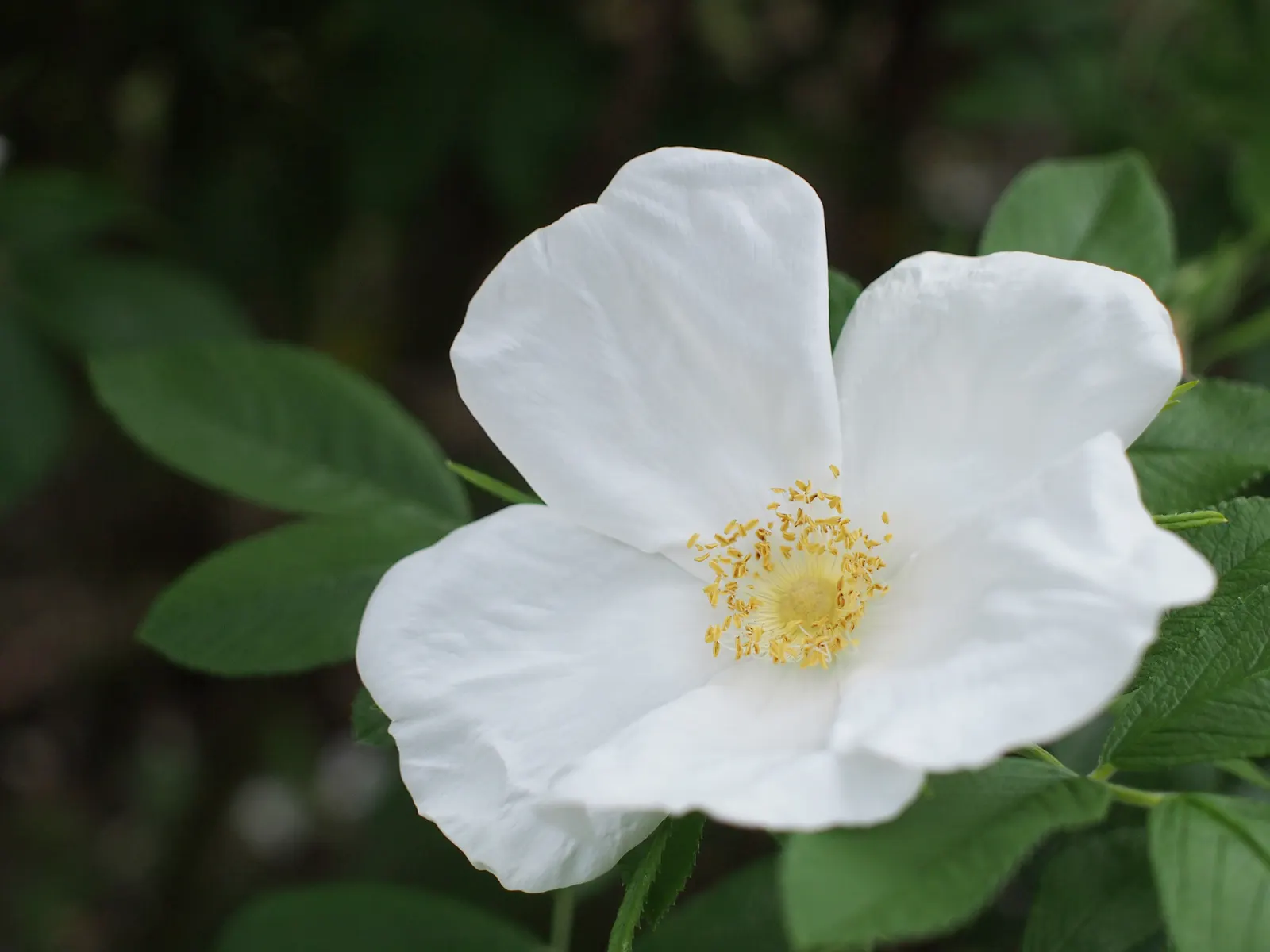 White Shrub Rose (Rosa Cv. Floribunda White) — Regular deadheading encourages continual flowering throughout summer until the first frost