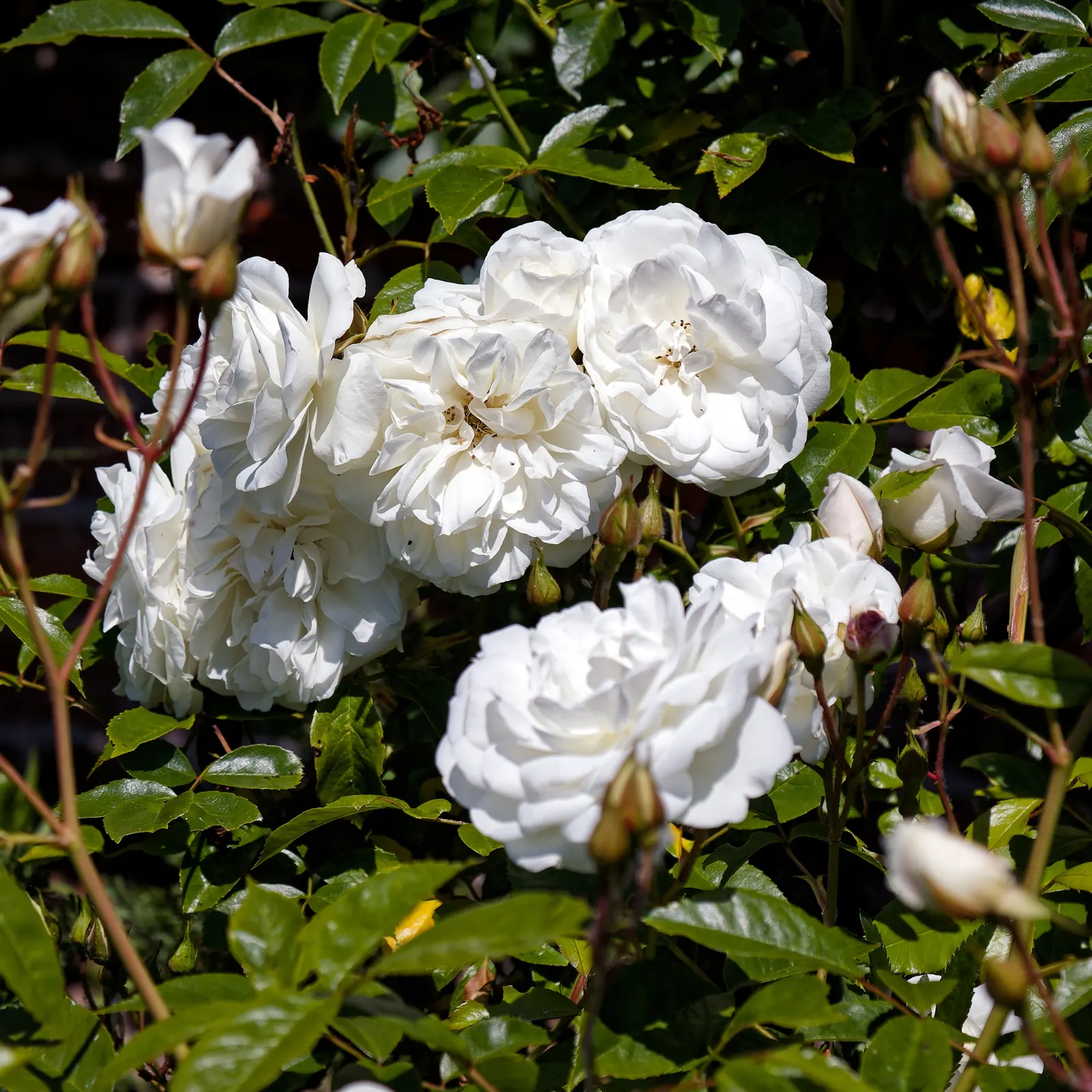 White Shrub Rose (Rosa Cv. Floribunda White) — white flowers in the garden