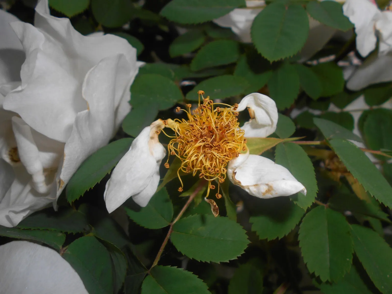 White Shrub Rose (Rosa Cv. Floribunda White) — This rose cultivar is recognized for its repeat flowering characteristics