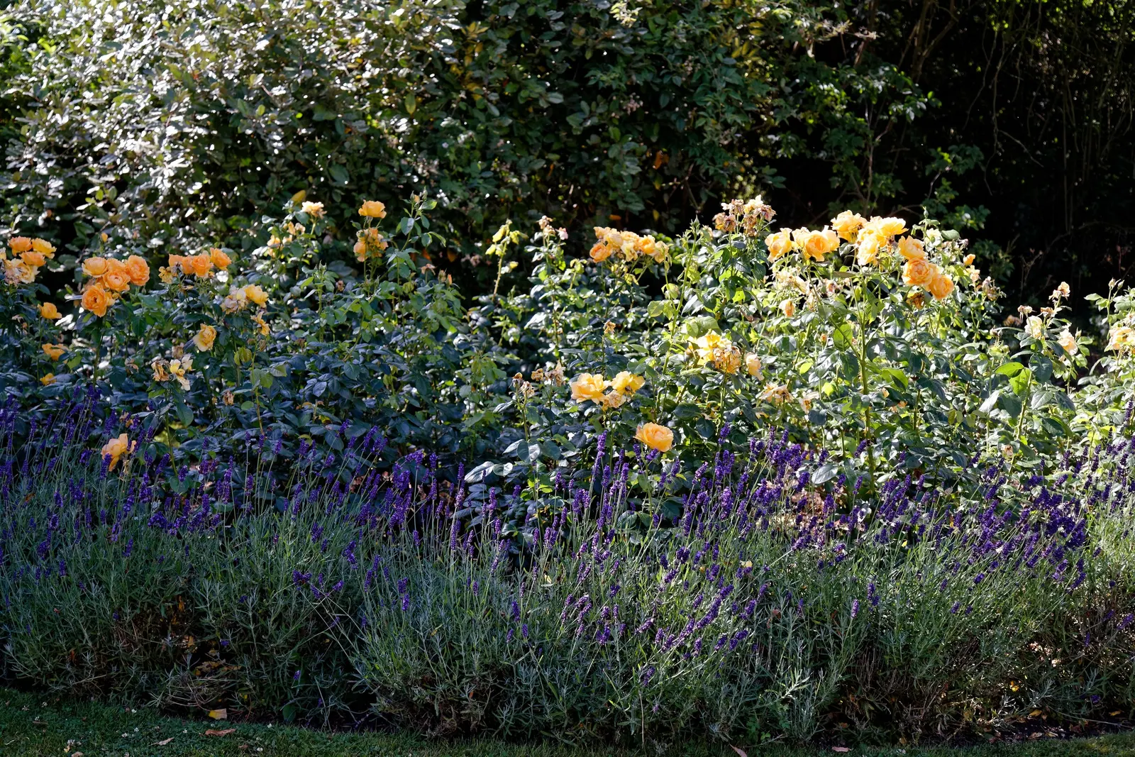 White Shrub Rose (Rosa Cv. Floribunda White) — dark green foliage creates a striking backdrop for the profuse clusters of semi-double to double flowers; this