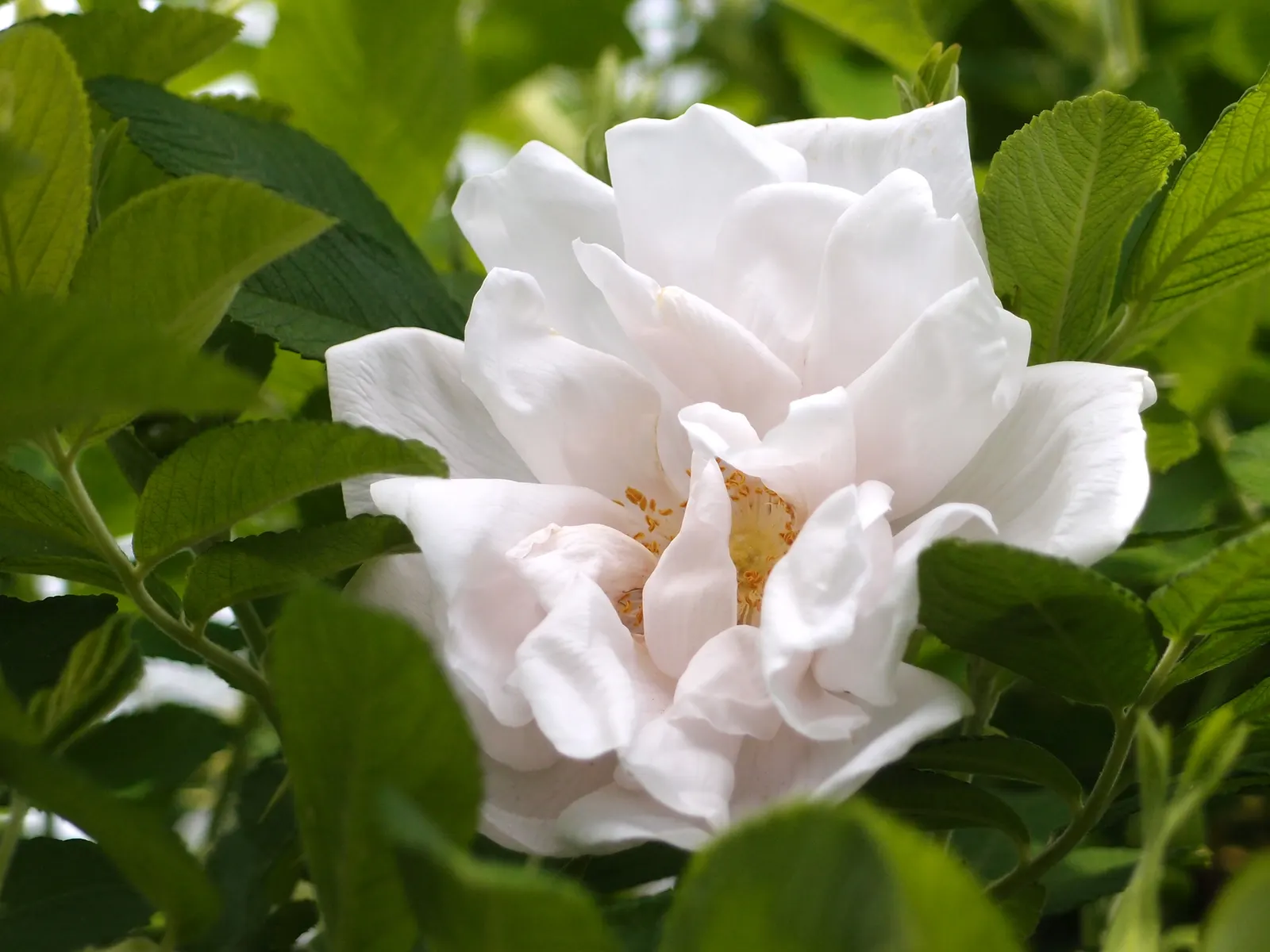 White Shrub Rose (Rosa Cv. Floribunda White) — ensuring a prolonged display of beauty ranging from late spring until the onset of frost.<br><br>Typically