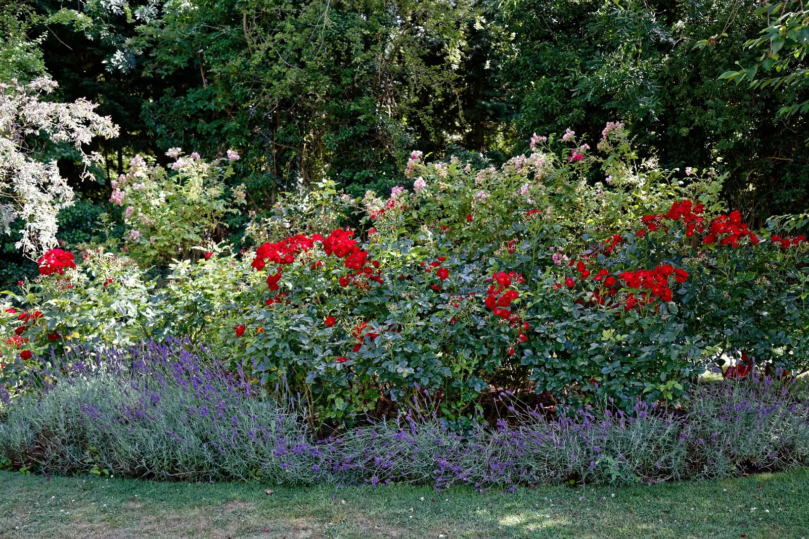 White Shrub Rose (Rosa Cv. Floribunda White) — Regular watering, especially during dry spells, is essential to maintain its vigor; this rose benefits from a