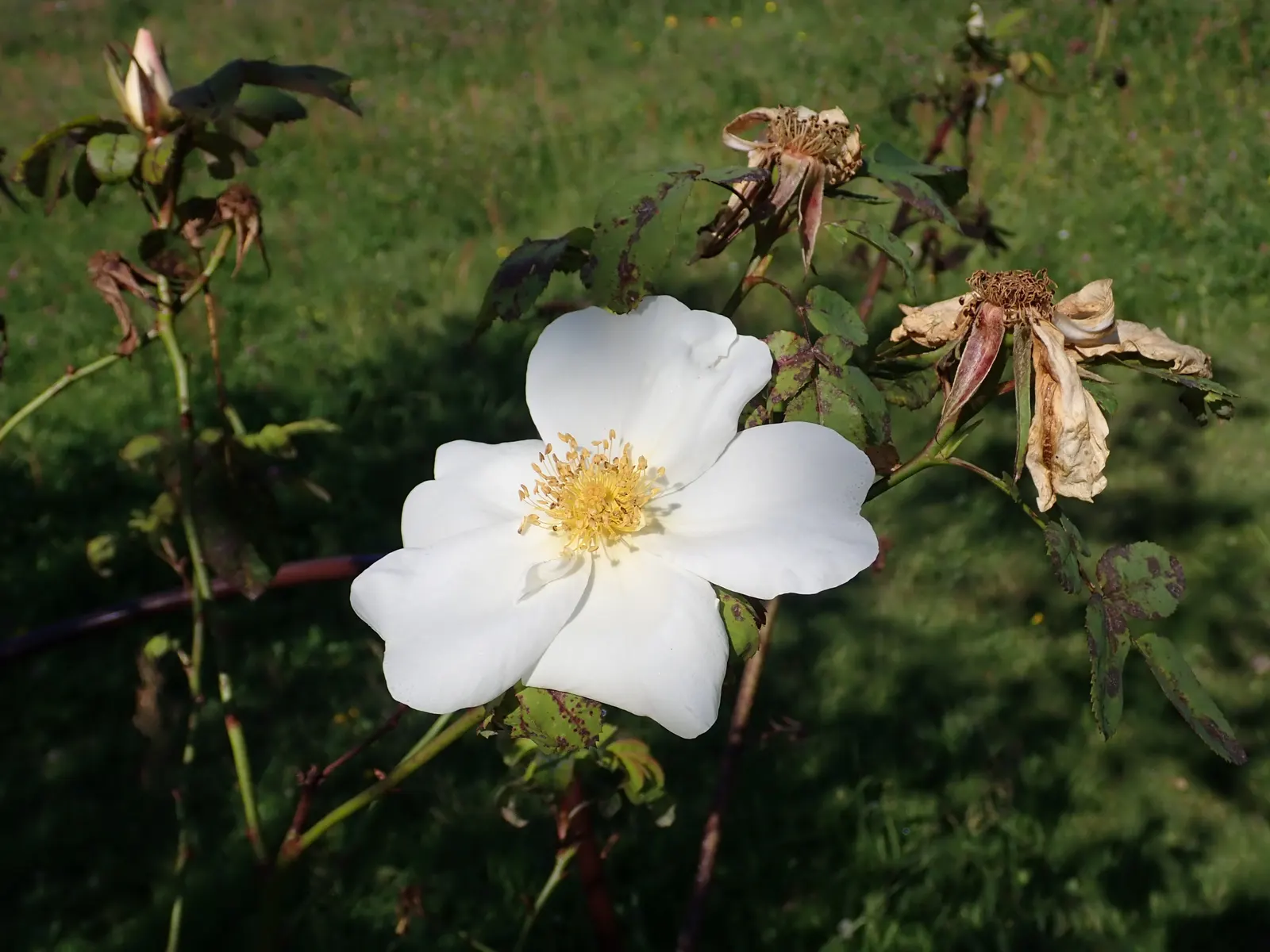 White Shrub Rose (Rosa Cv. Floribunda White) — Hardy and disease-resistant, it thrives in well-drained soil and full sun; making it a versatile choice suitable