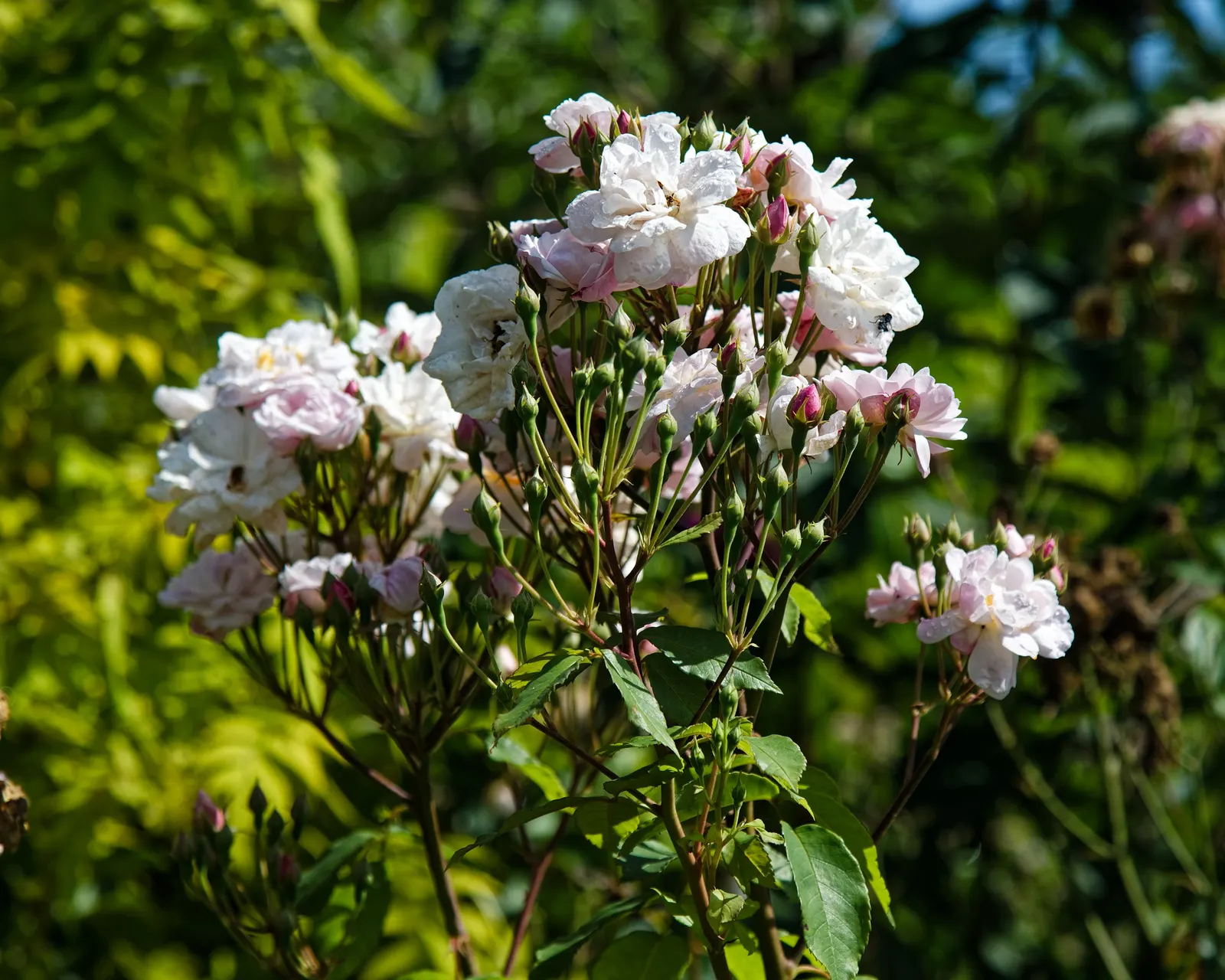White Shrub Rose (Rosa Cv. Floribunda White) — It performs optimally in well-drained loamy soil with a pH ranging from 6.0 to 6.5; or as a stand-alone specimen