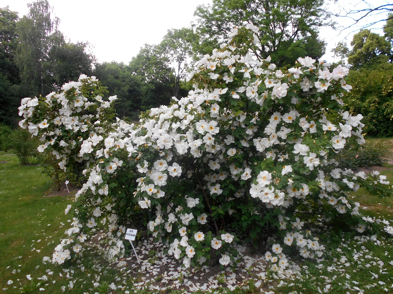 White Shrub Rose (Rosa Cv. Floribunda White) — An elegant addition, it offers a serene palette for any landscape design