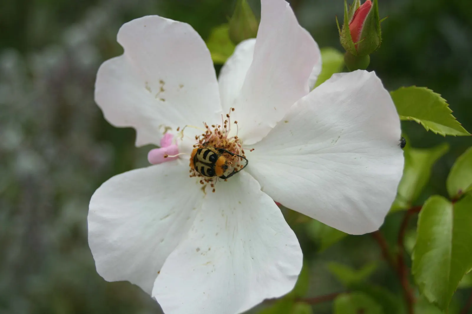 White Shrub Rose (Rosa Cv. Floribunda White) — shrub for full or half